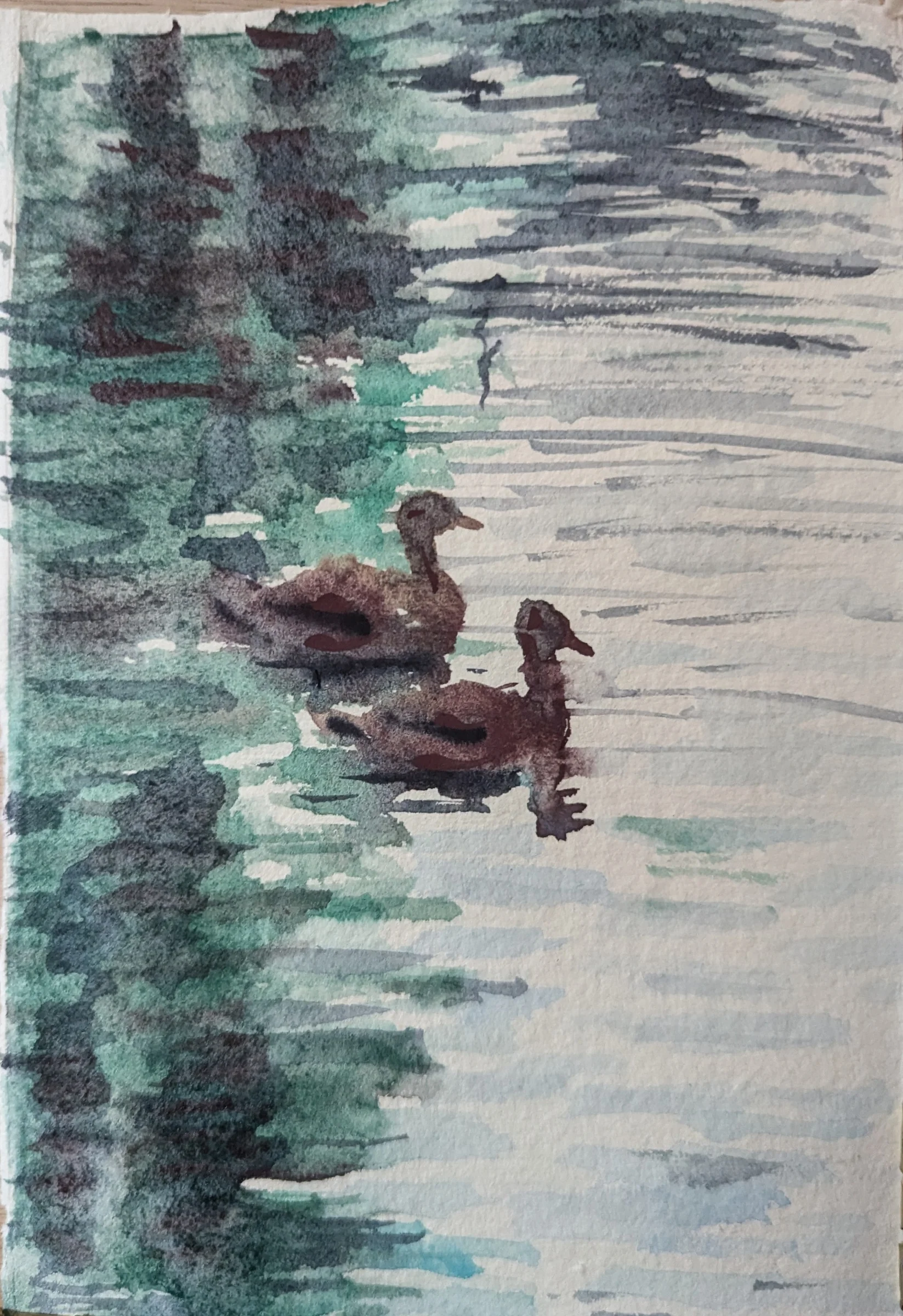 Ink and watercolour: Two ducks floating through rippling reflections.