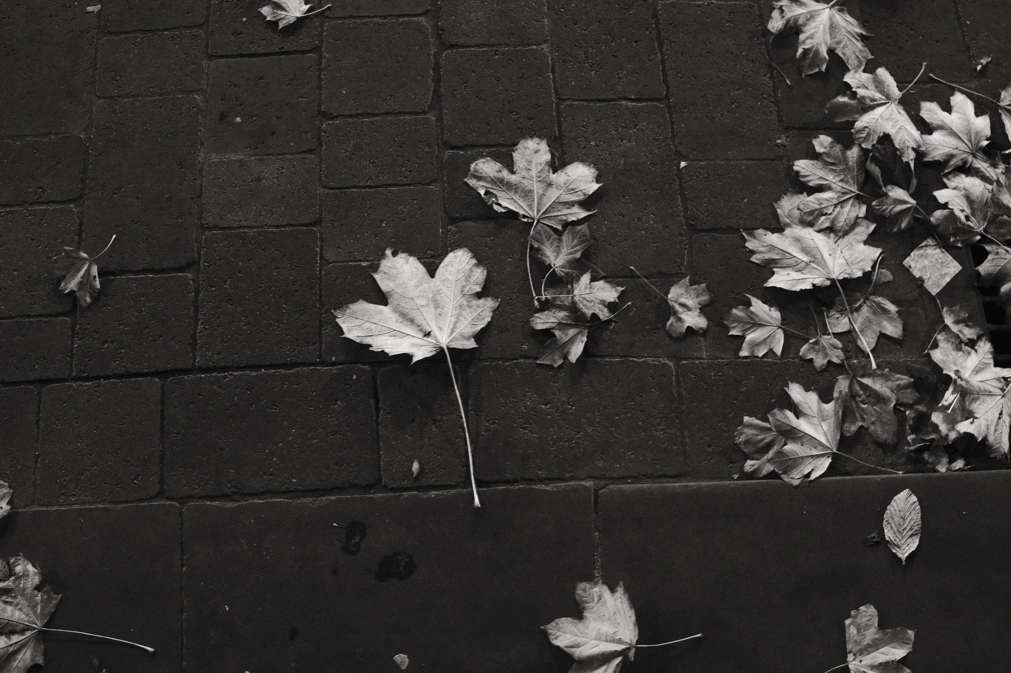 Pale autumn leaves lie across dark rectangular paving stones, with a loose cluster along the right edge.