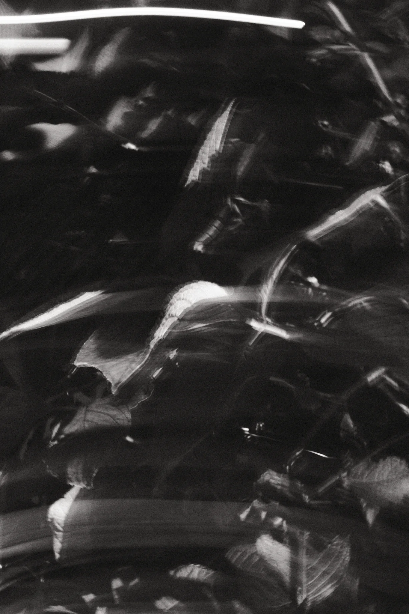 Leaf shapes and pale edges smear into overlapping bands in a close, vertical monochrome frame.