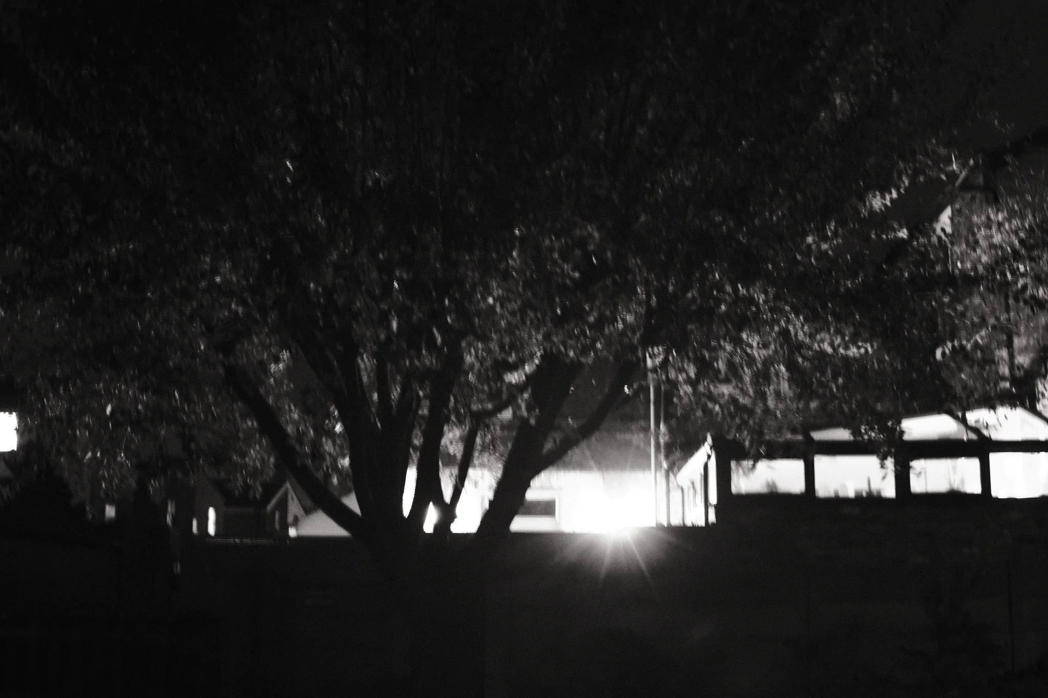 A branching tree forms a dark silhouette against a low illuminated building at night.