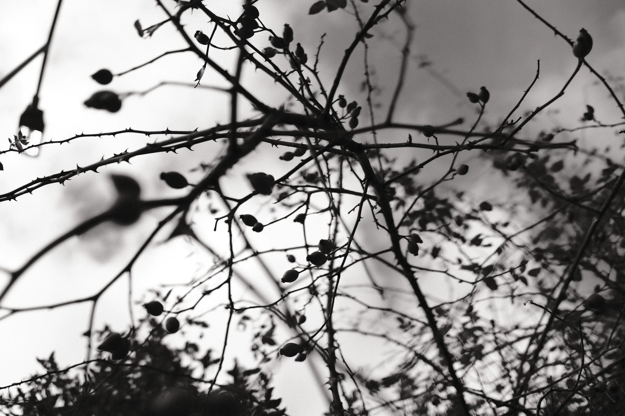Thorny branches and rounded seed heads overlap against a pale, clouded sky.