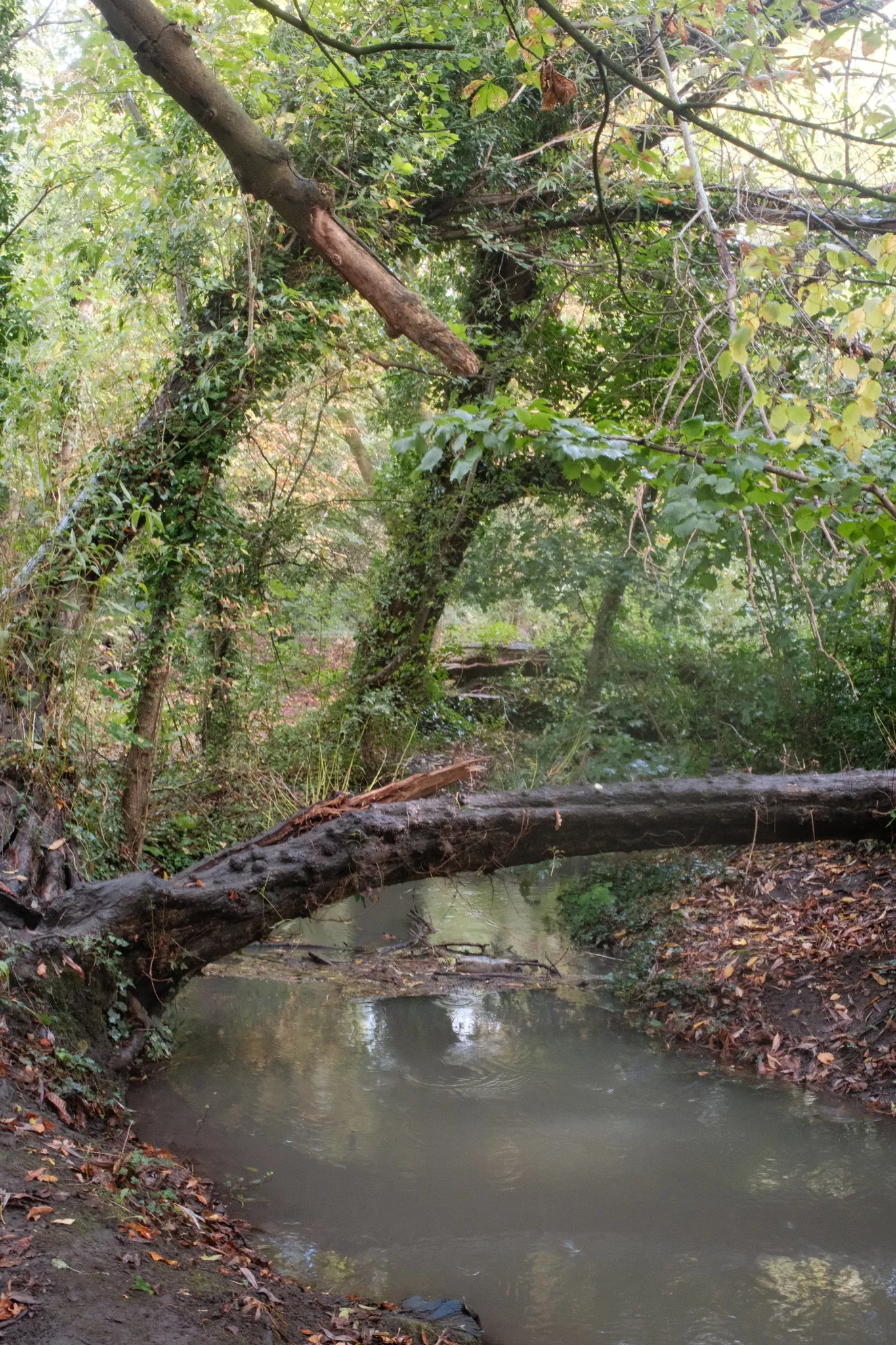 Branches and fallen leaves surround a sheltered bend in a woodland stream.