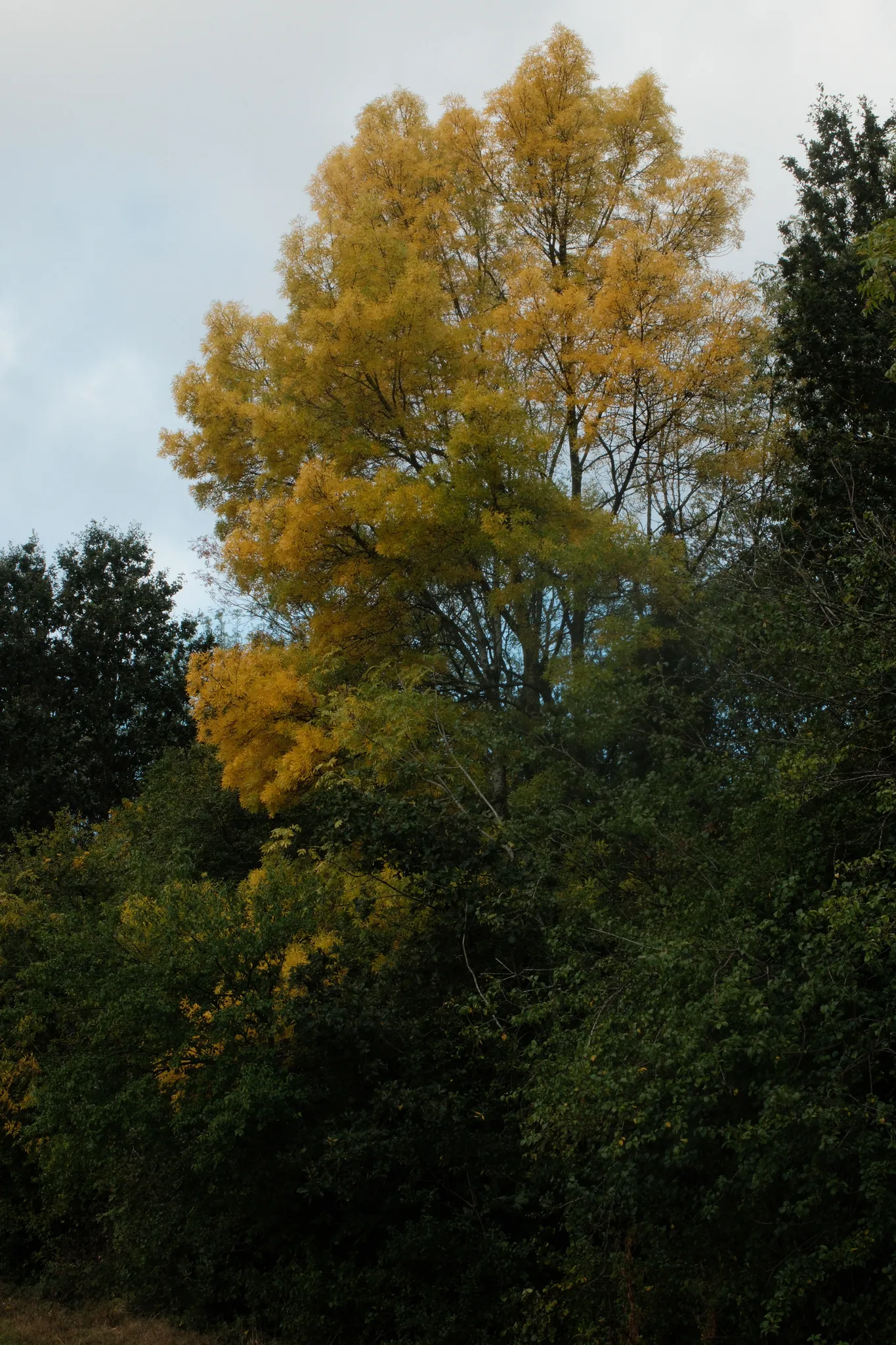 A tall tree carries golden leaves above a darker canopy.