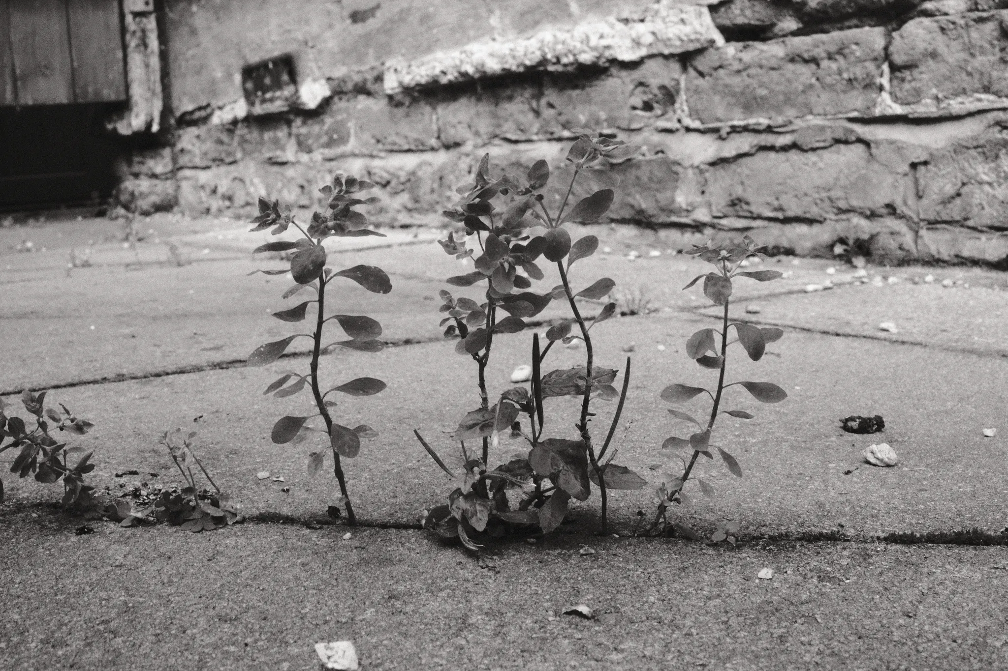 Small plants grow through a gap in the paving beside a brick wall.