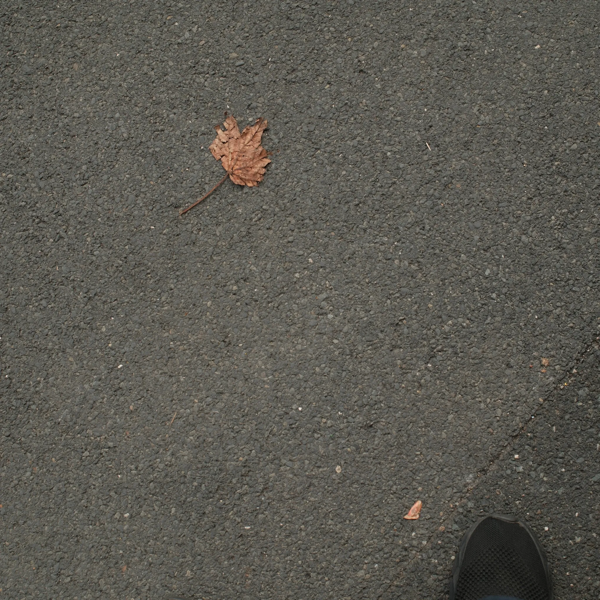 One fallen leaf on grey pavement beside the edge of a shoe.