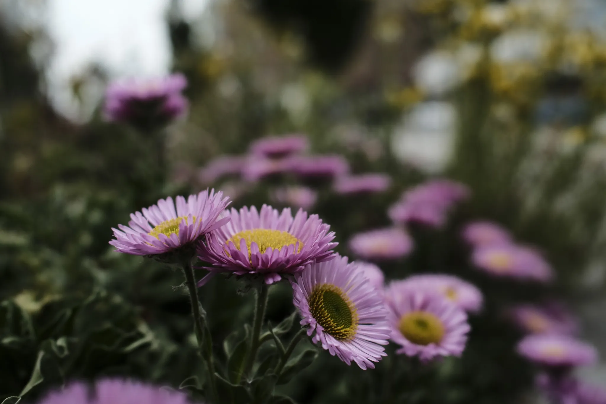 Small purple flowers against softly blurred garden foliage.