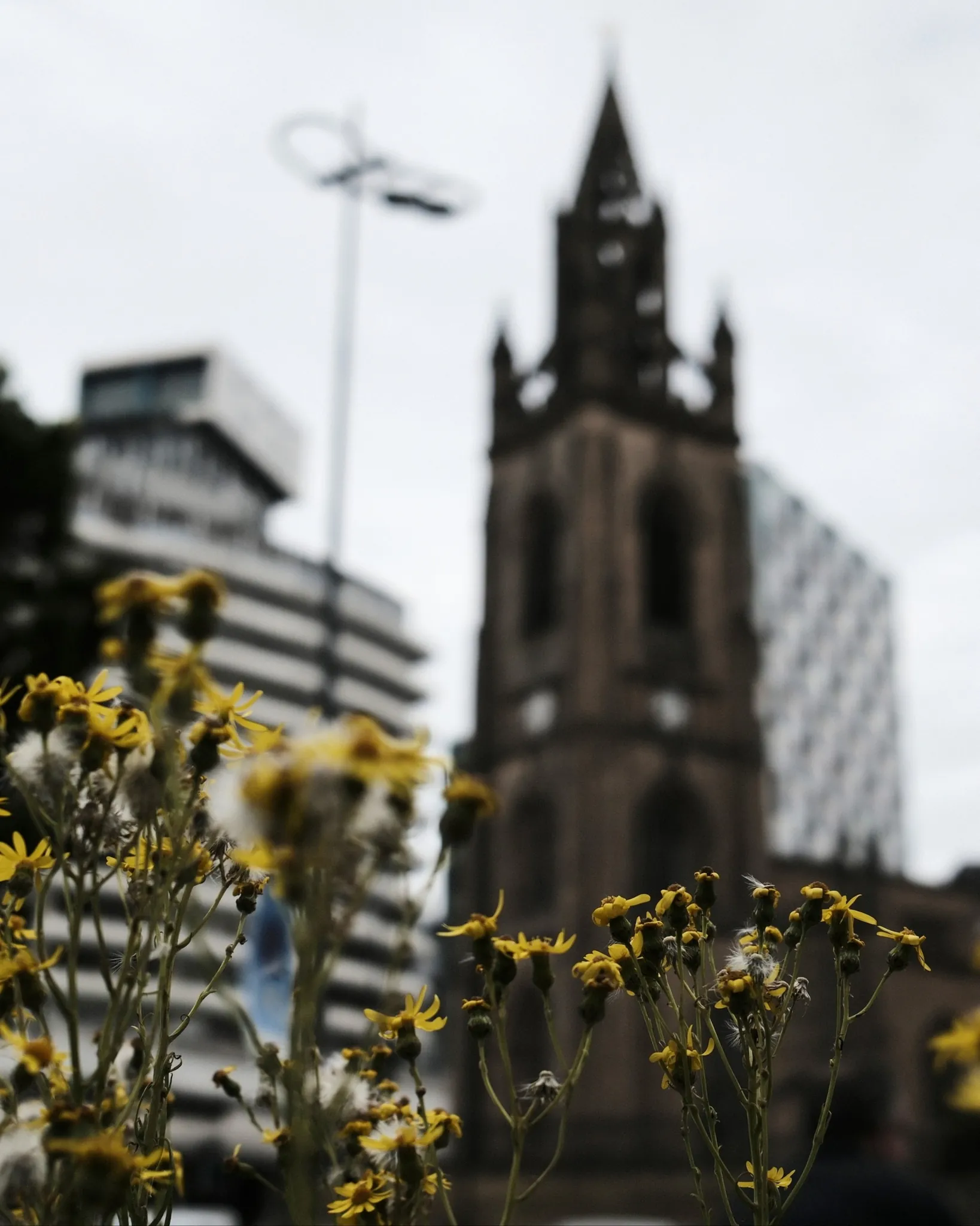 Yellow flowers stand in front of the softly focused tower of Liverpool Parish Church.
