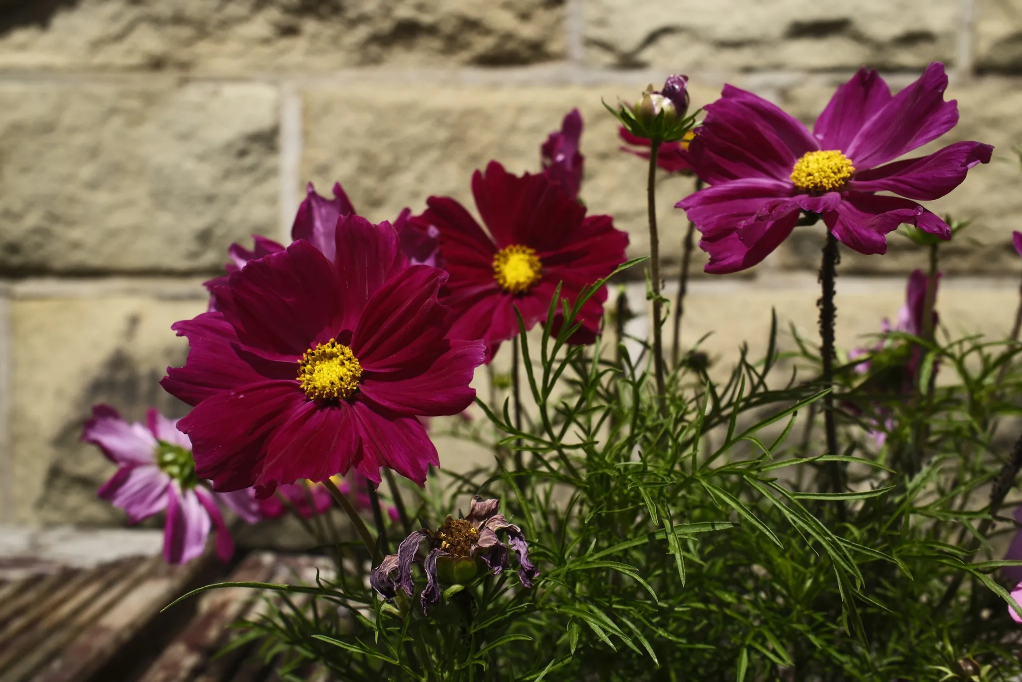 Magenta flowers with yellow centres beside a stone wall.