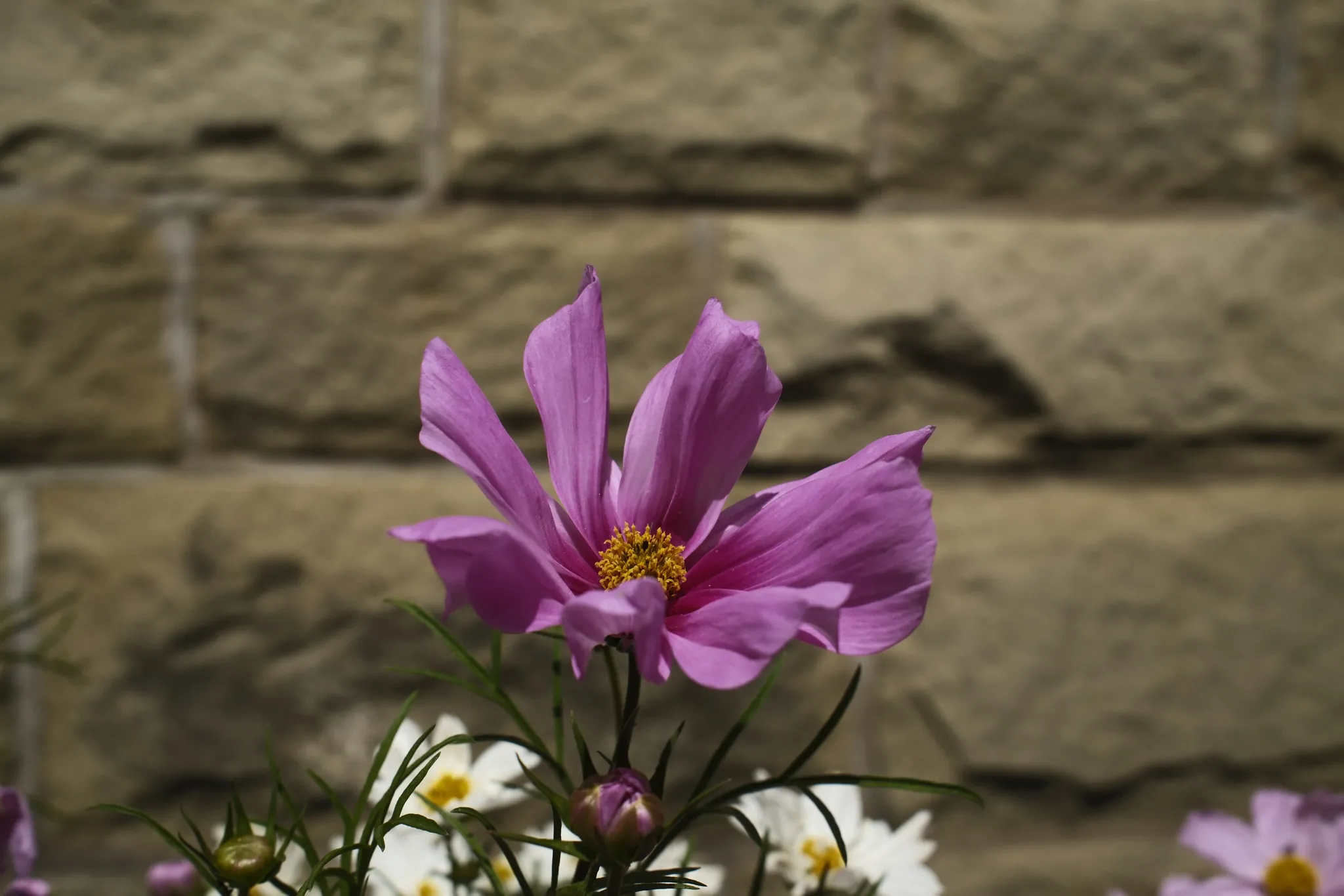 A purple flower in close focus against softly blurred stonework.