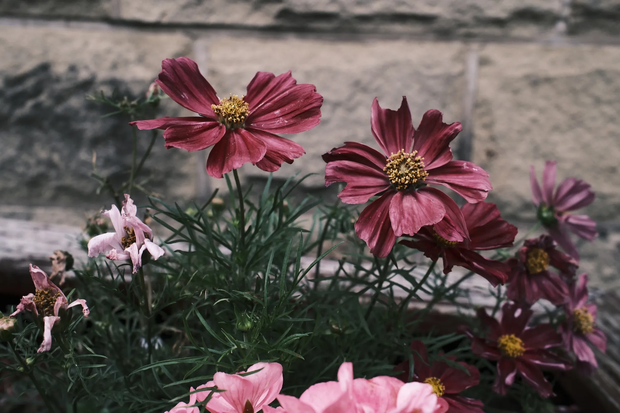 Open pink flowers and fine foliage beside a garden wall.