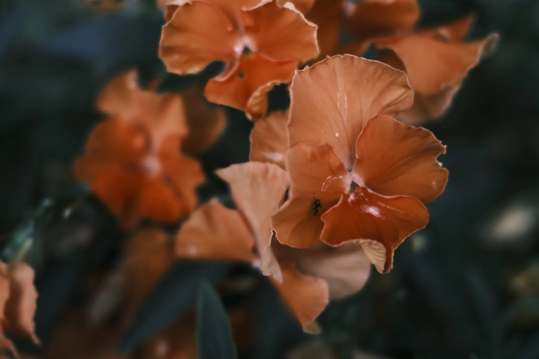 Orange flowers in close focus against a dark, soft background.