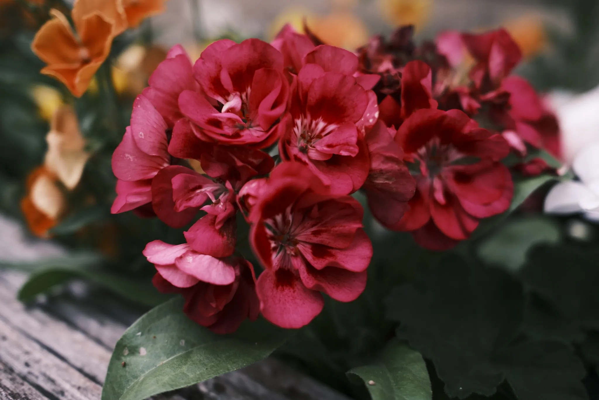 A dense cluster of red blossoms above green foliage.