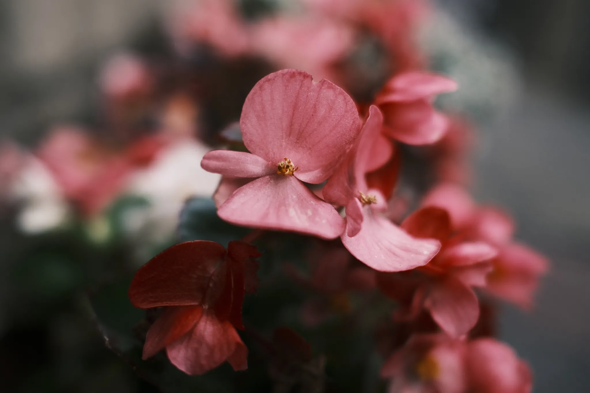 Pink petals in shallow focus against blurred garden colour.