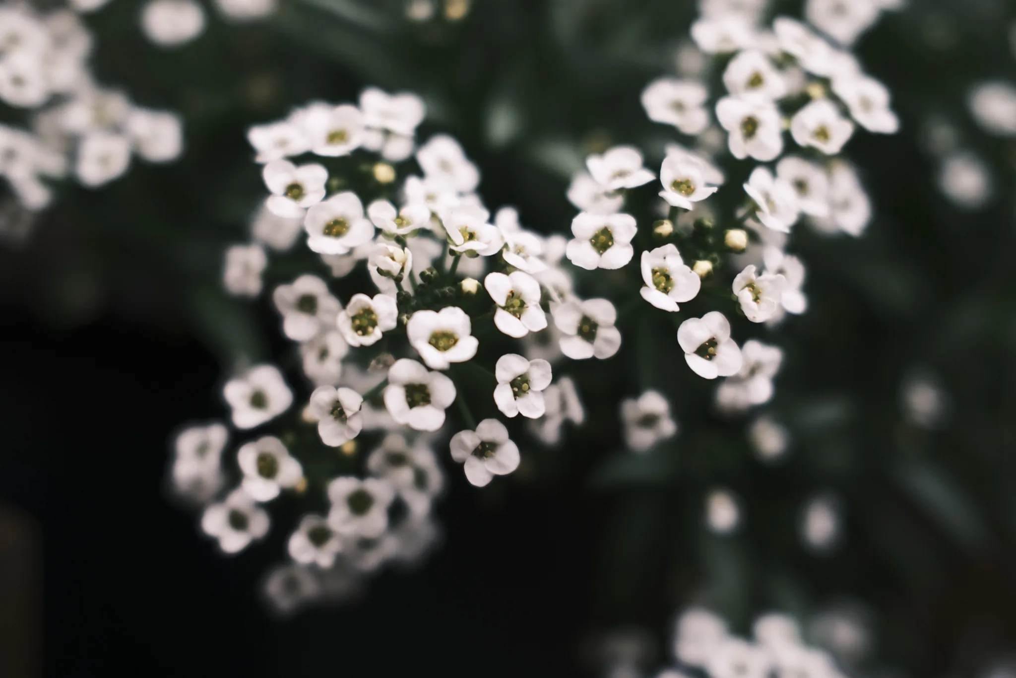 A delicate cluster of small white flowers against a dark background.