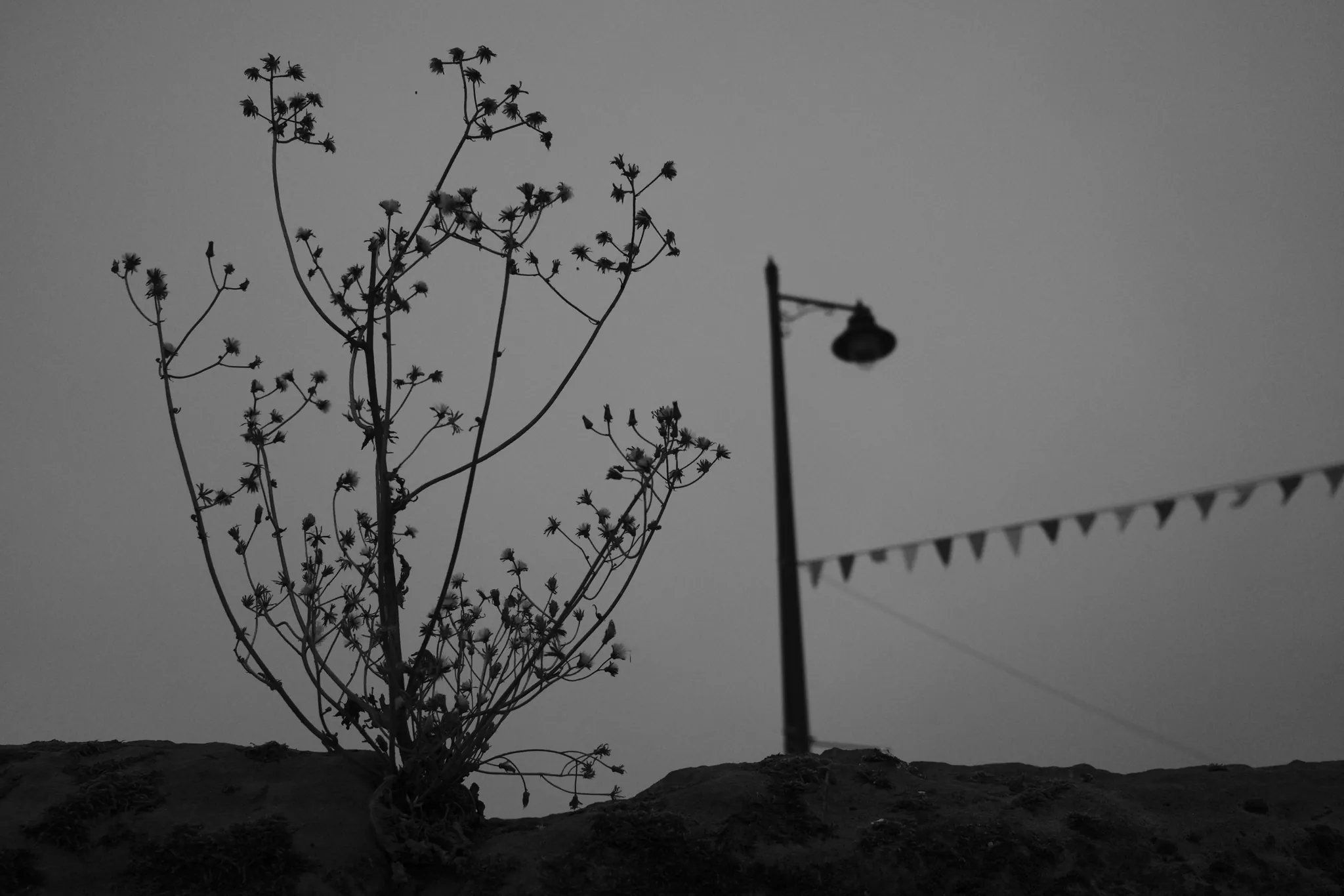 Plant stems silhouetted beside a street lamp and bunting, in black and white.
