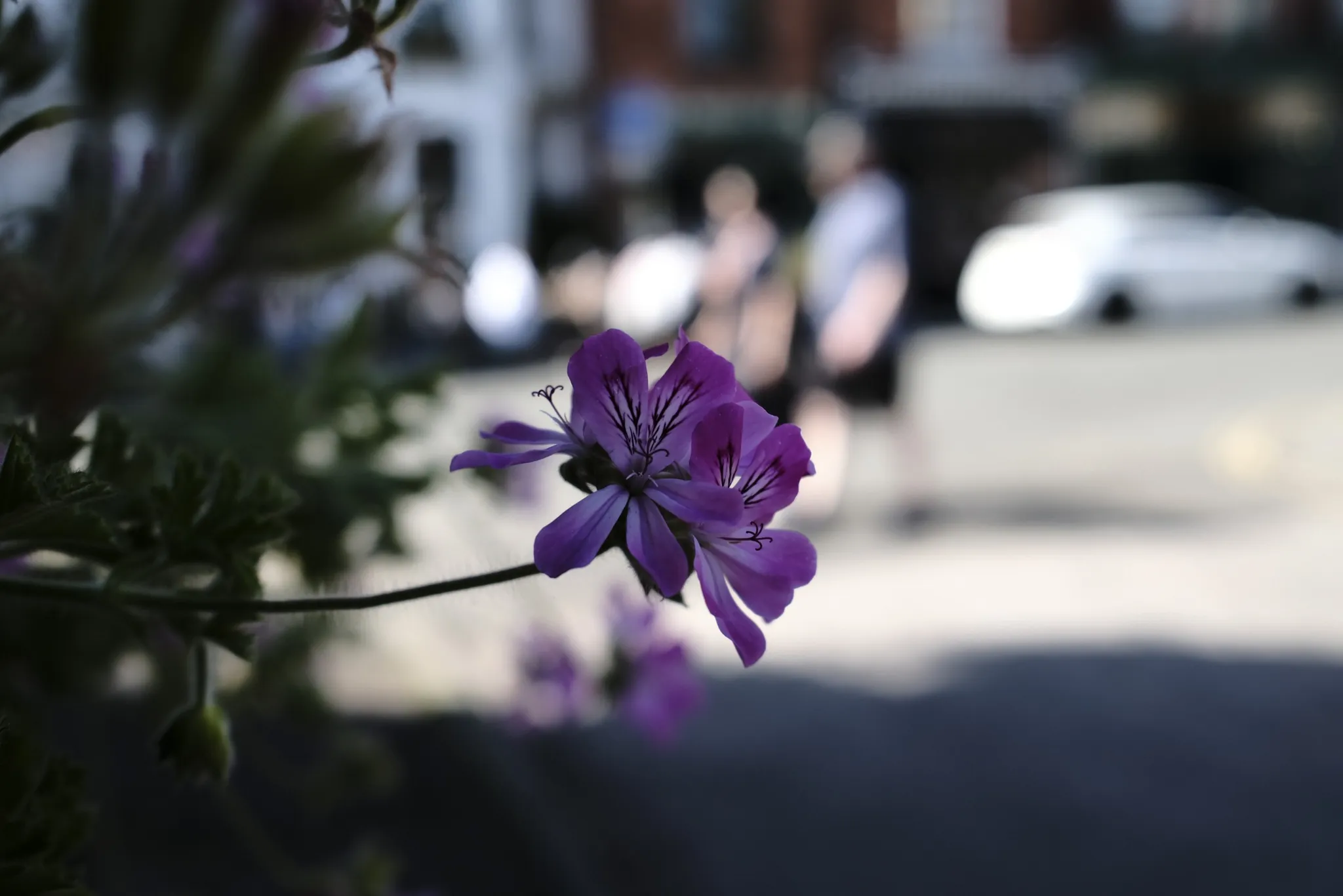 A purple flower in focus with people and pavement blurred behind it.