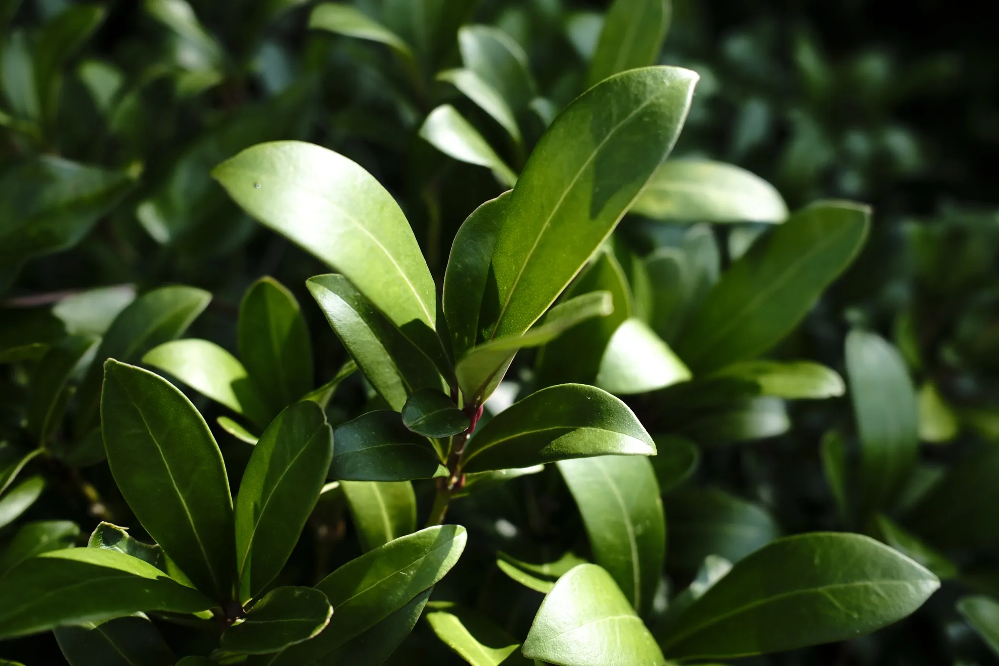 Glossy green leaves catching bright sunlight.