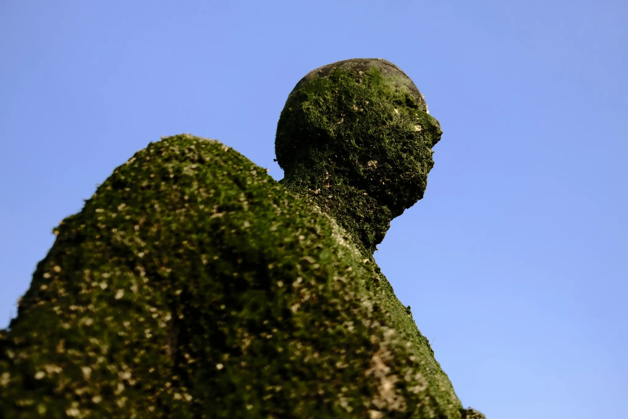 Green marine growth covers the head and shoulders of one of Antony Gormley’s Another Place figures.
