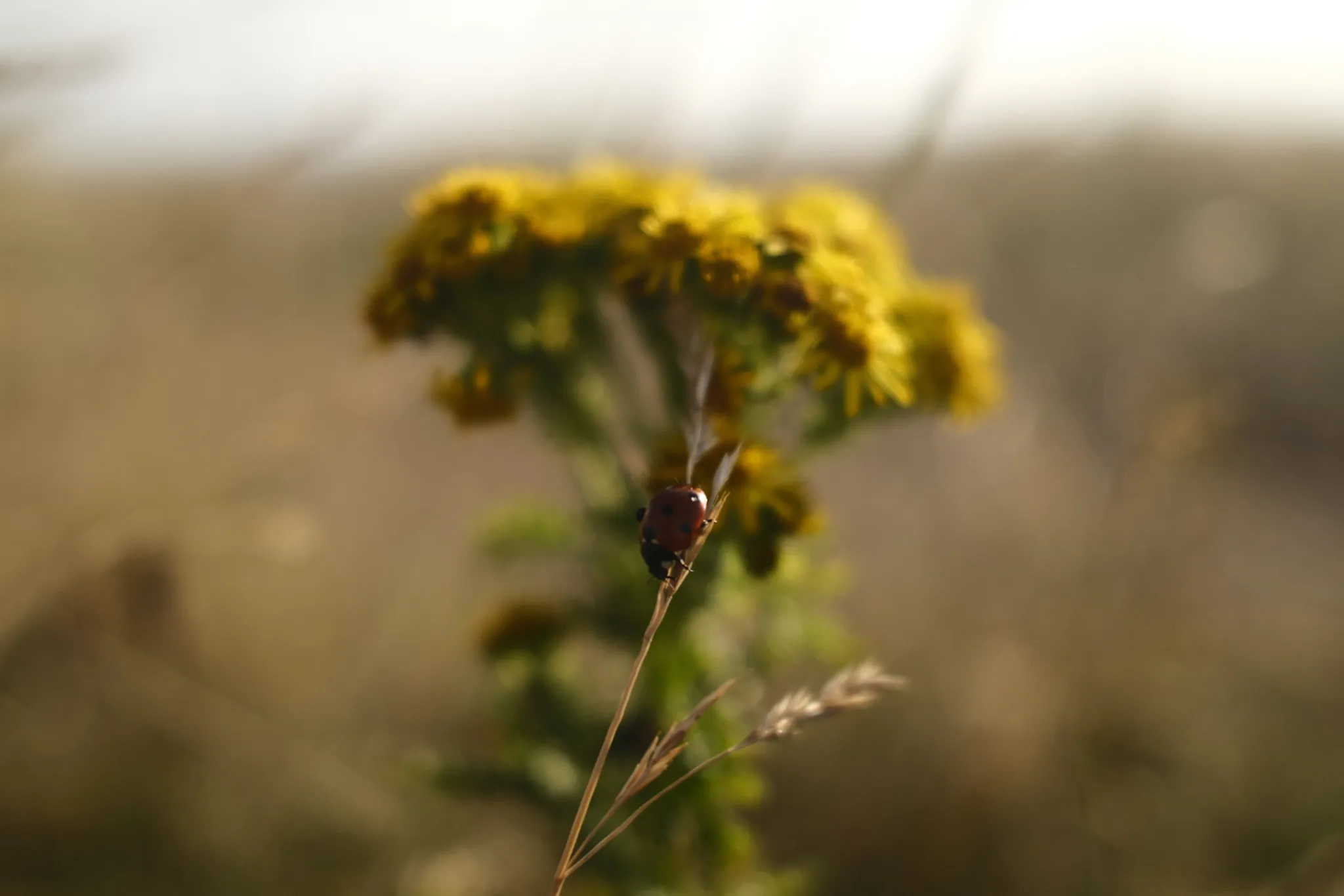 Yellow flowers in close focus against a softly blurred field.