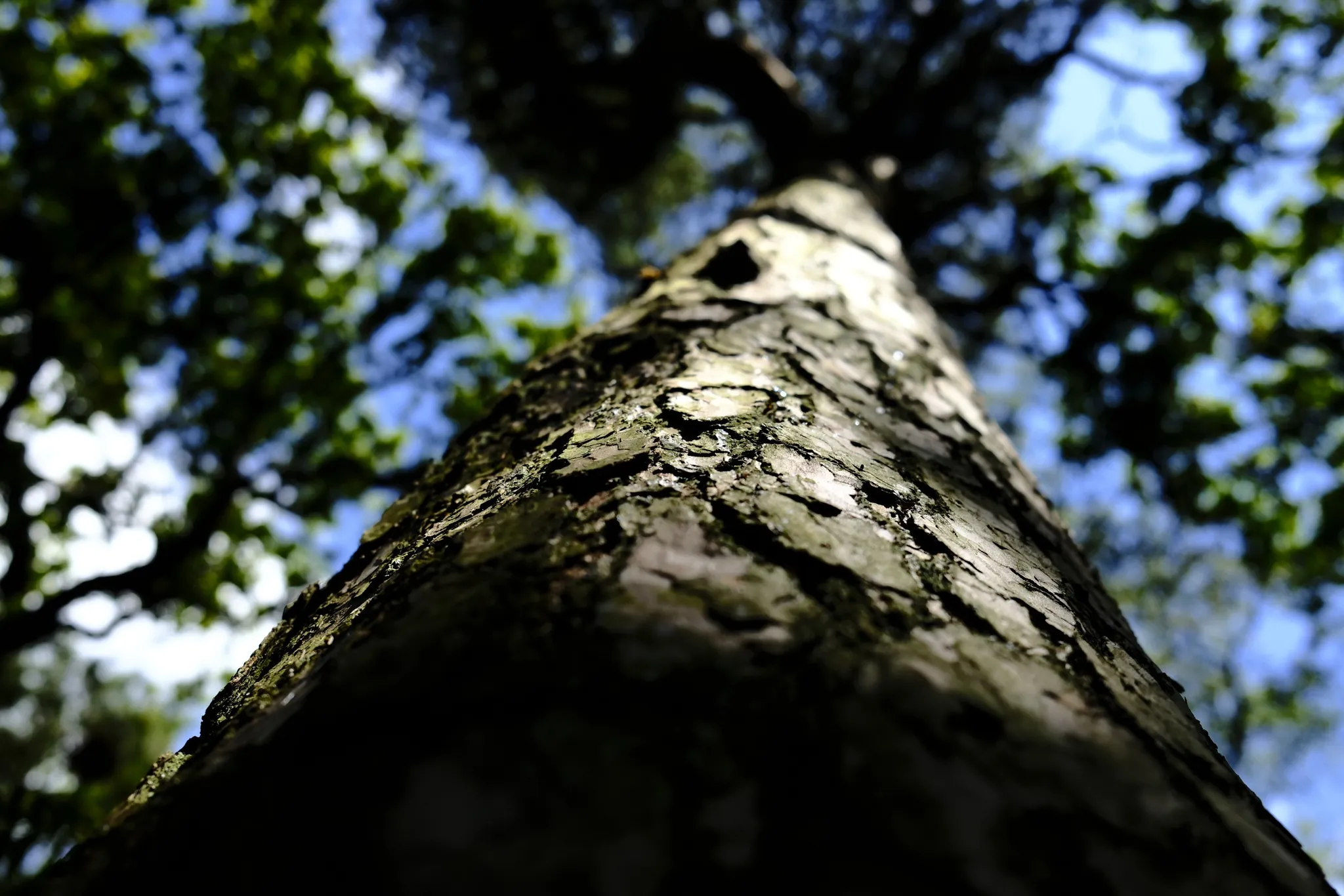 A low view along textured bark towards green leaves overhead.