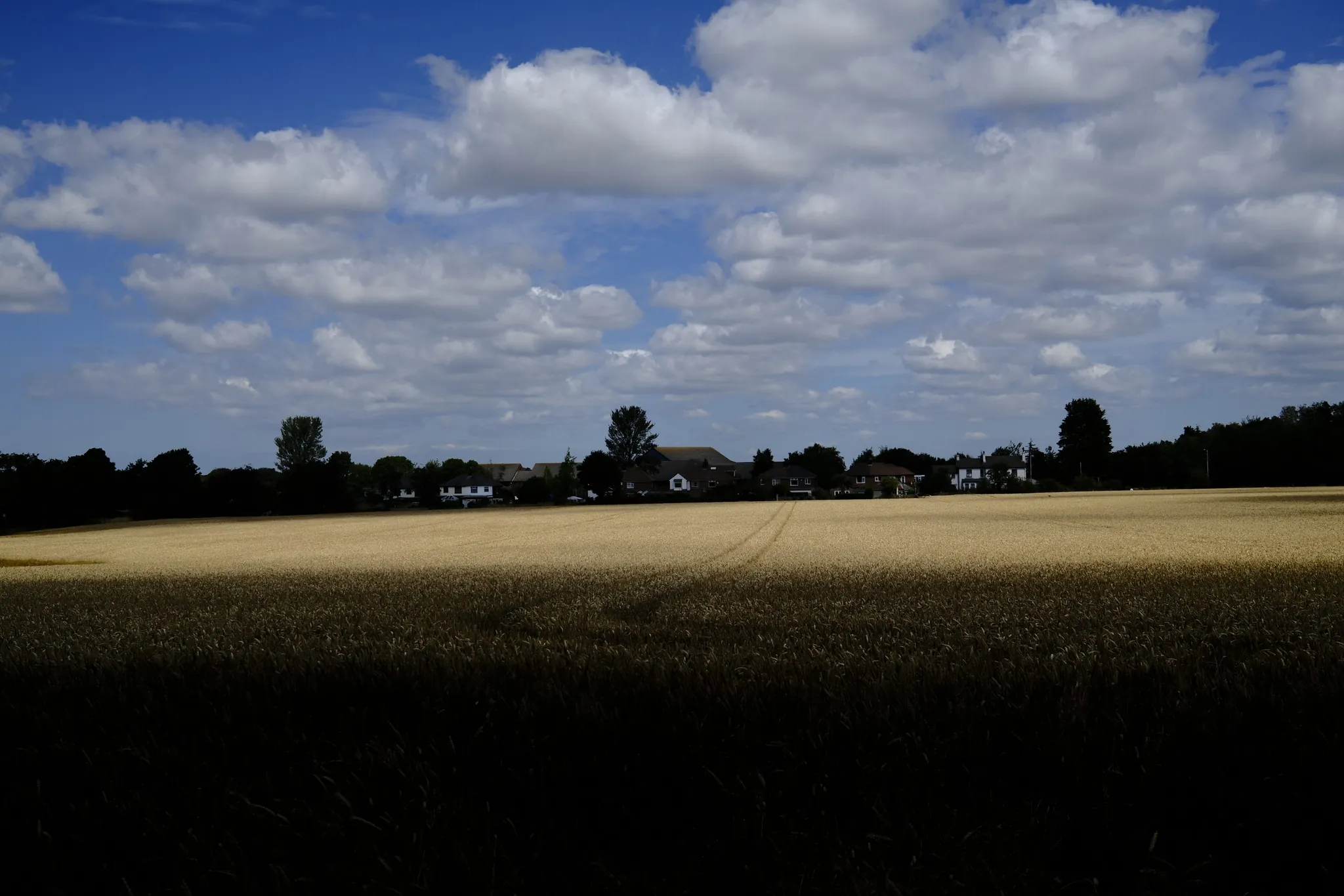A broad golden field beneath a blue sky filled with clouds.