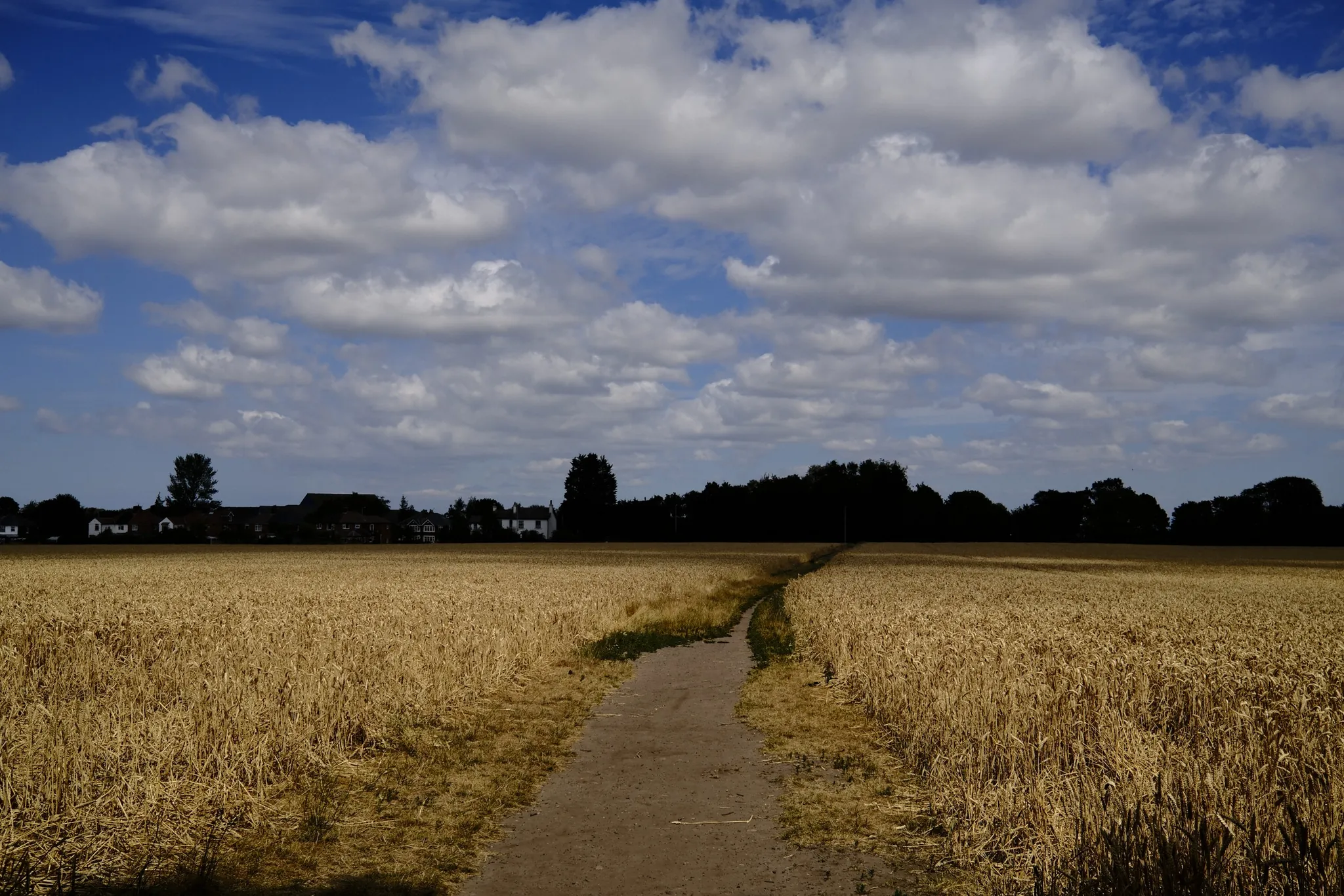A narrow path crossing golden grass towards a distant treeline.