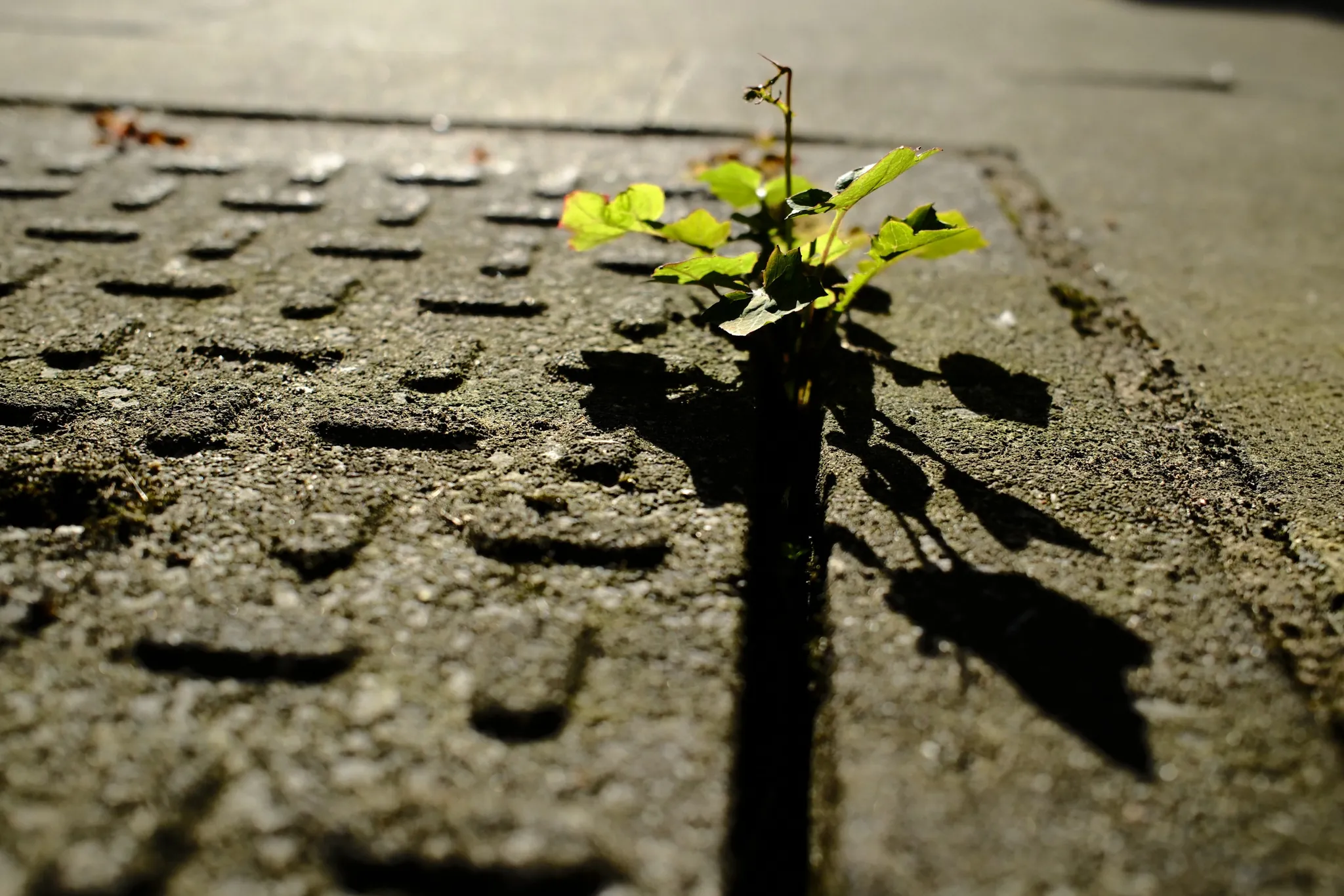 A small plant emerging from a gap beside tactile paving.