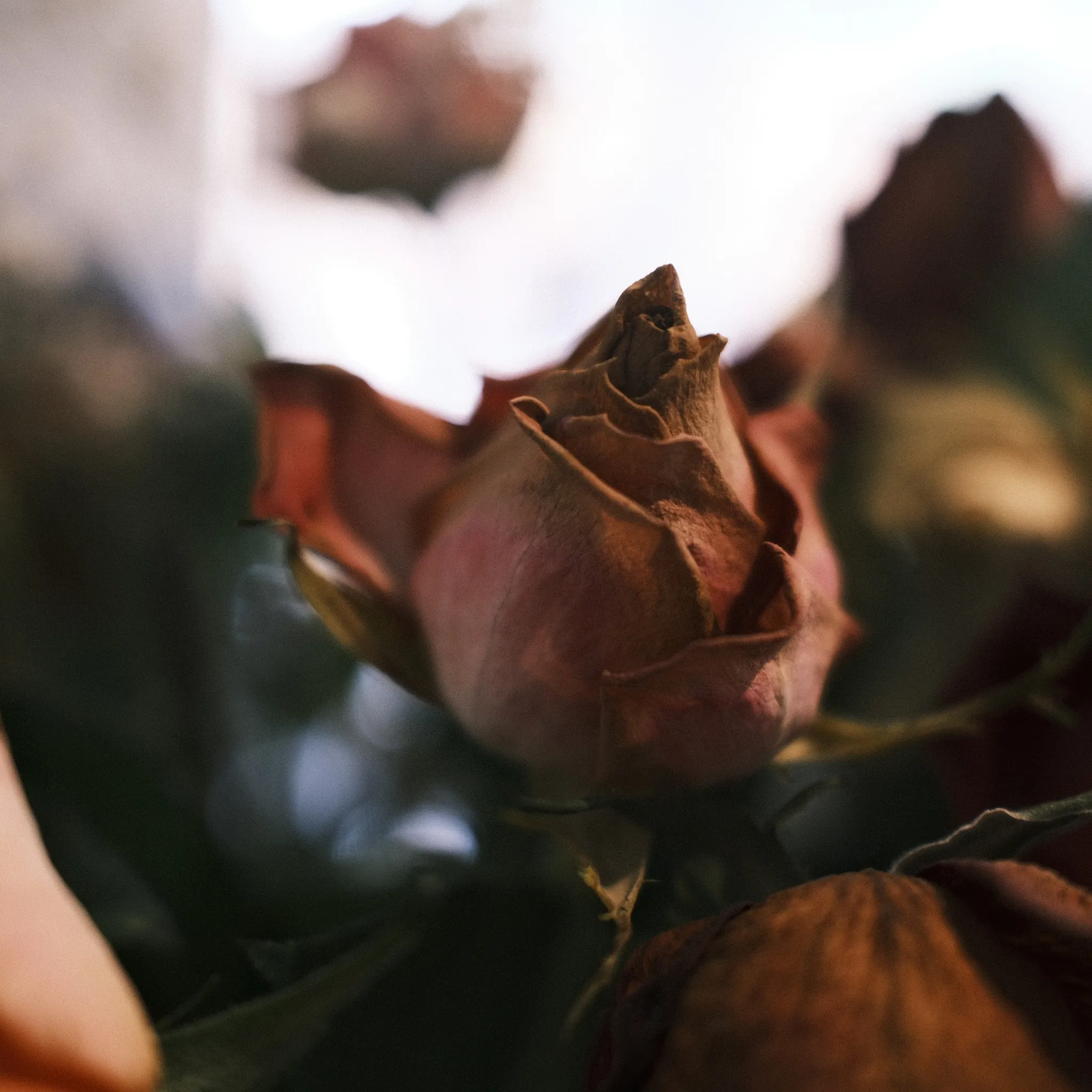 A close view of a rose with curled, drying petals.