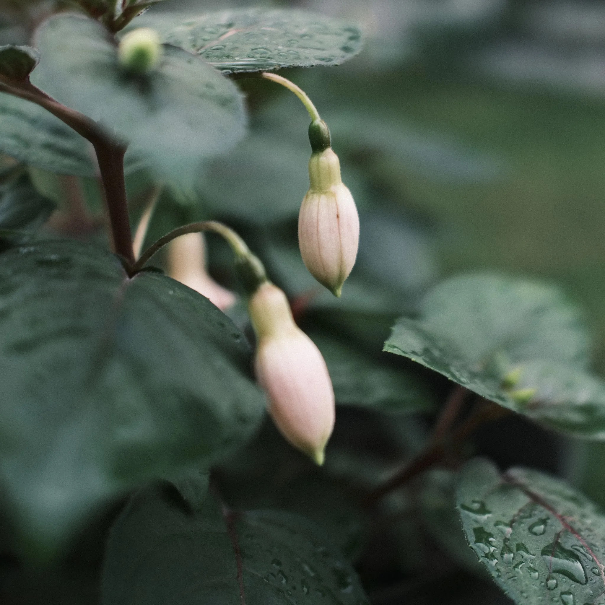 Pale hanging flower buds among broad green leaves.