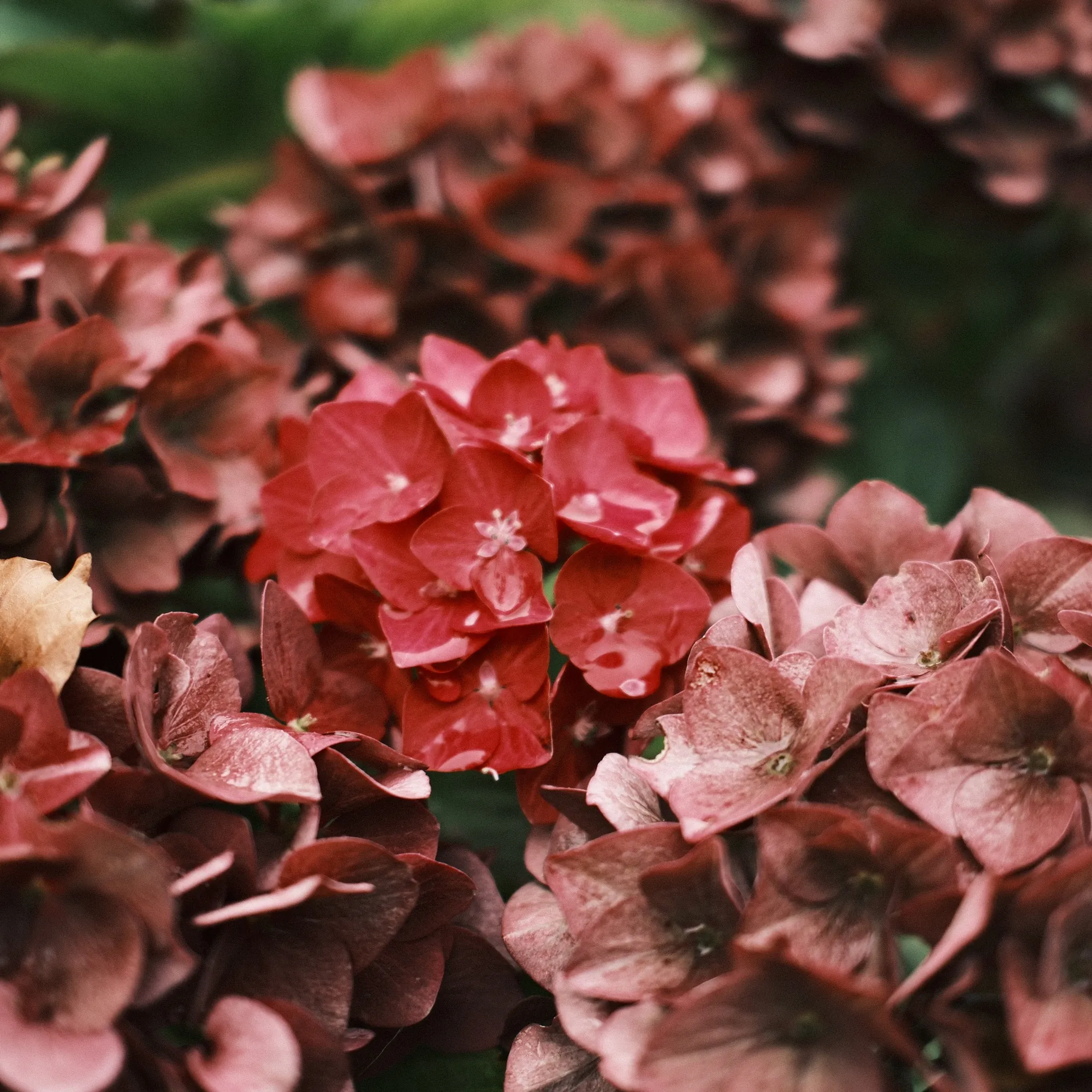 Clusters of red and pink flowers filling the frame.