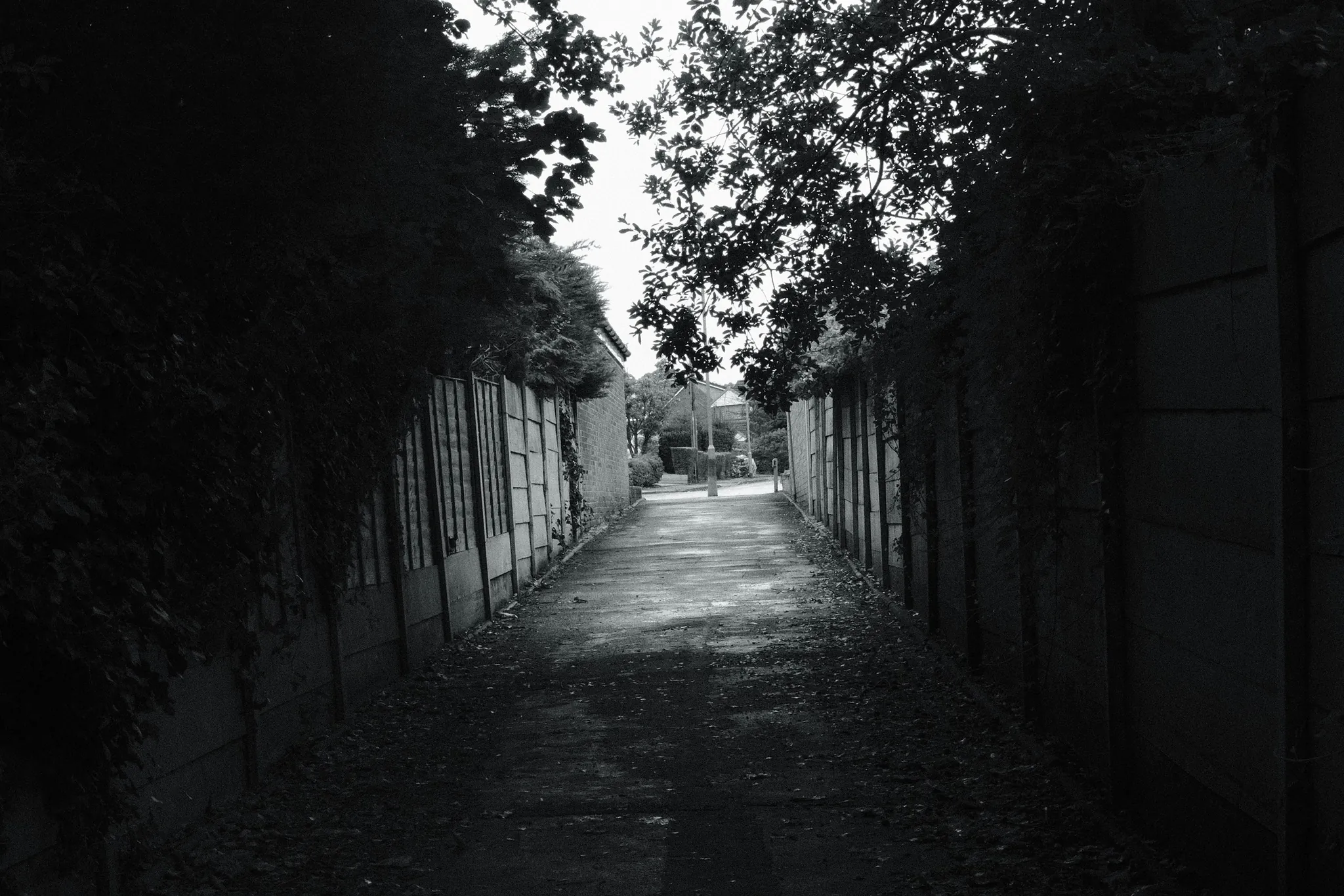 A narrow path between fences and overhanging trees, in black and white.