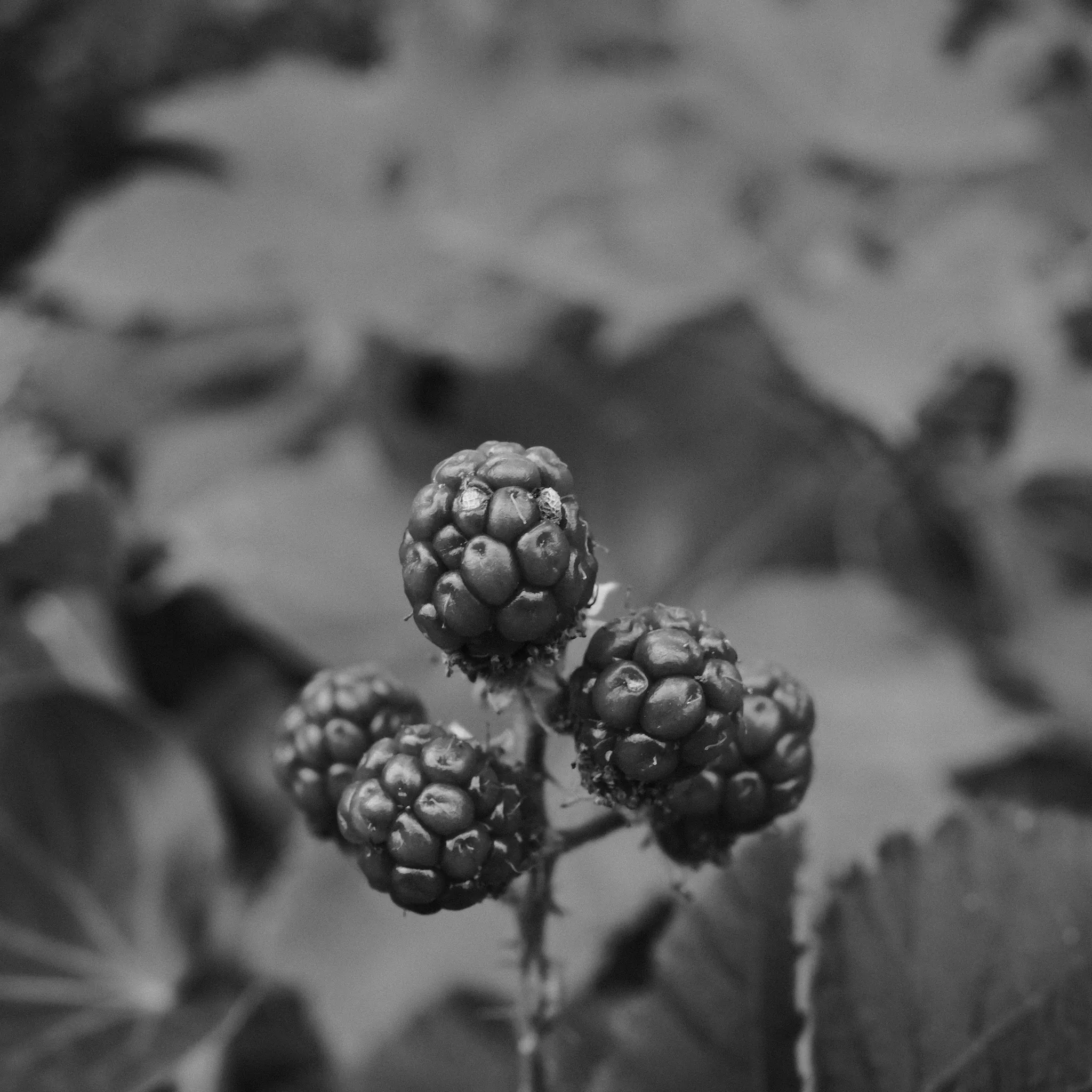 A small group of blackberries against blurred leaves, in black and white.