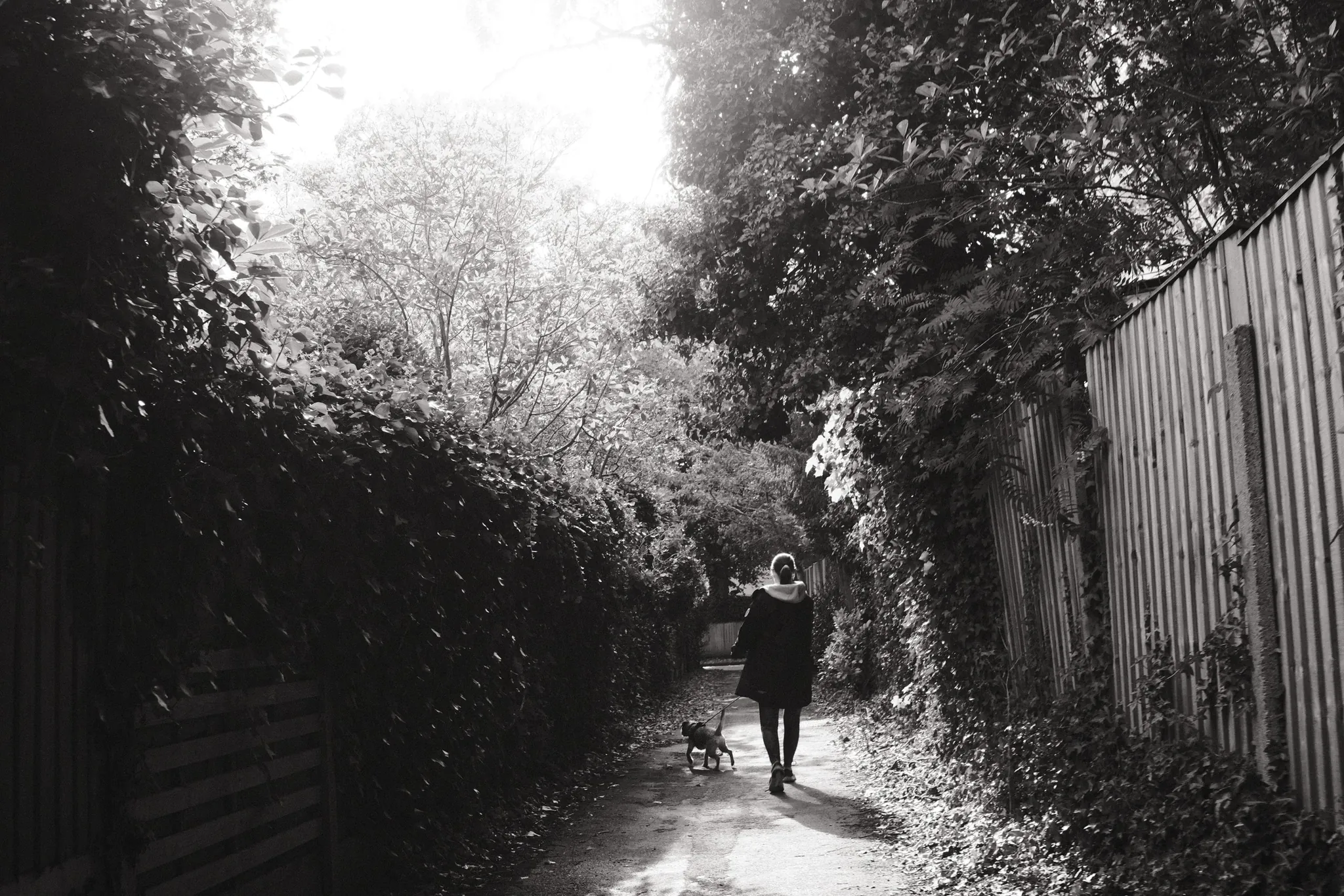 A figure and a dog on a sunlit path between trees and fences.