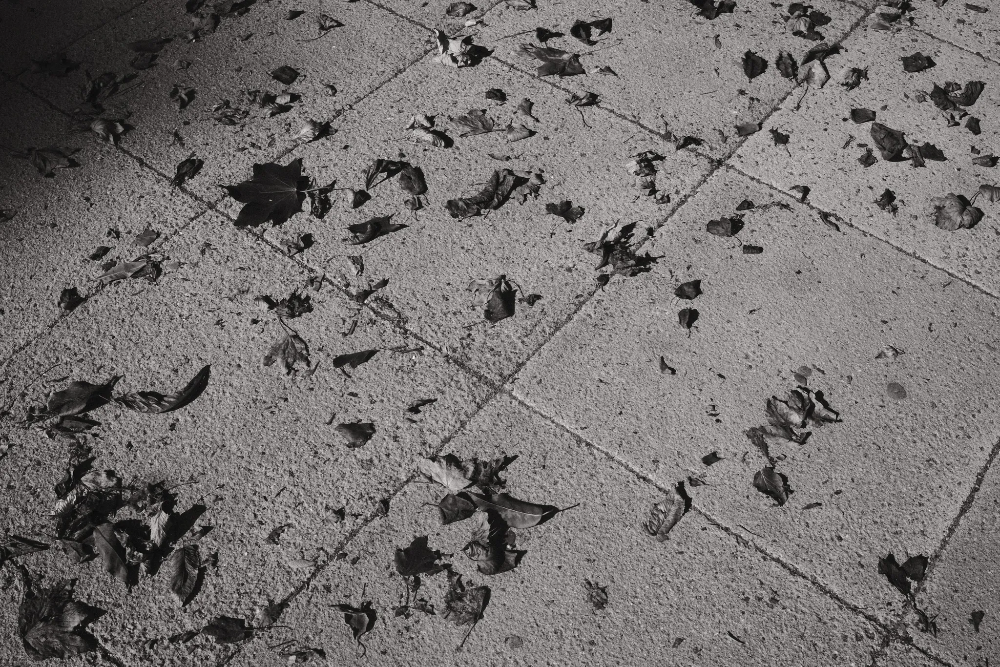 Scattered leaves across textured paving slabs, in black and white.