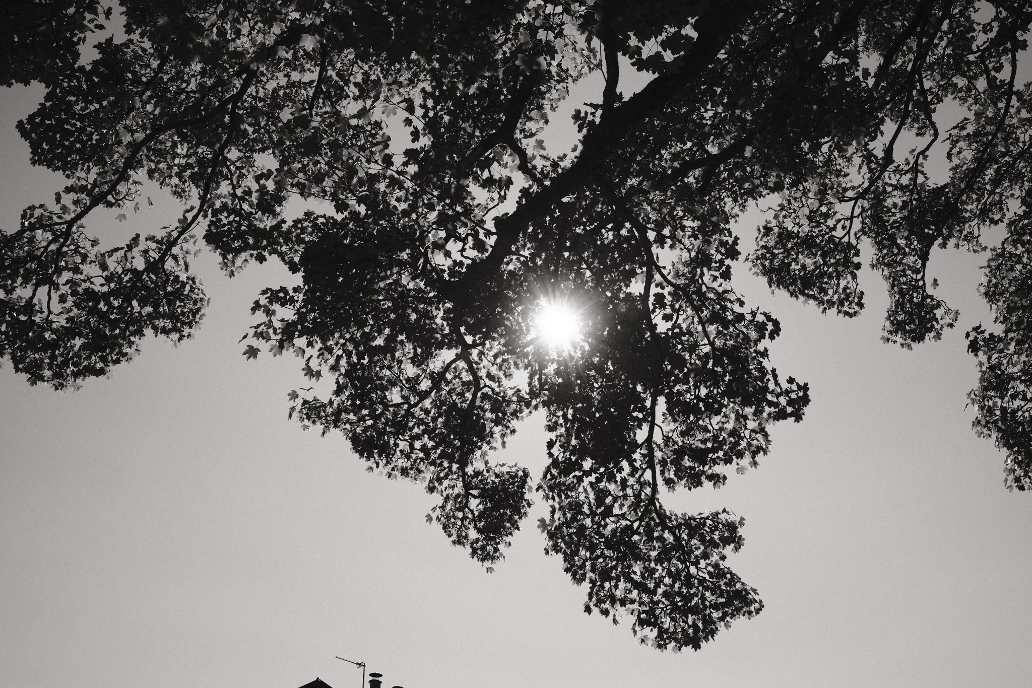 Sunlight breaking through a canopy of dark leaves.