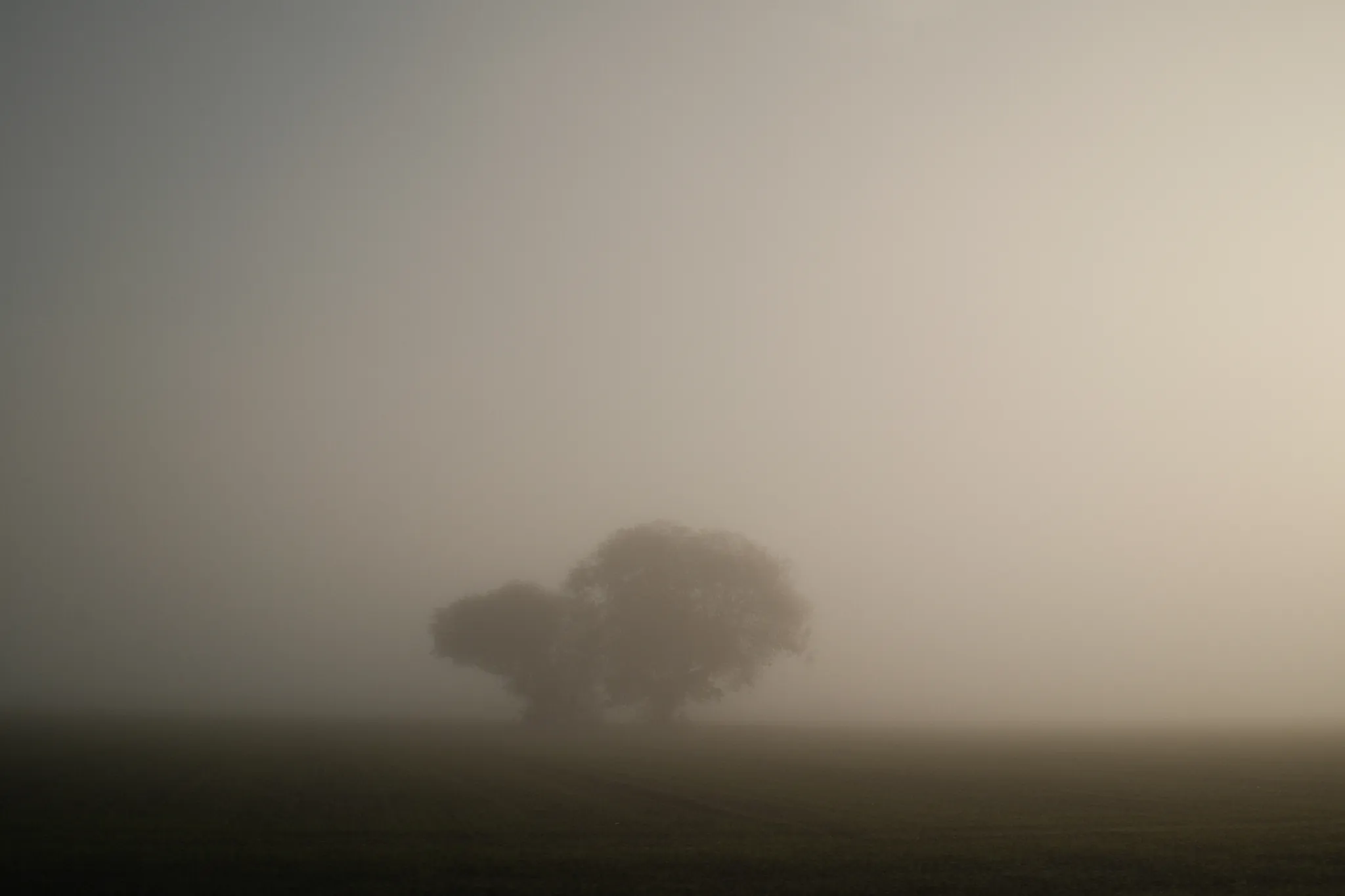 A small group of trees emerges softly from a fog-covered field.