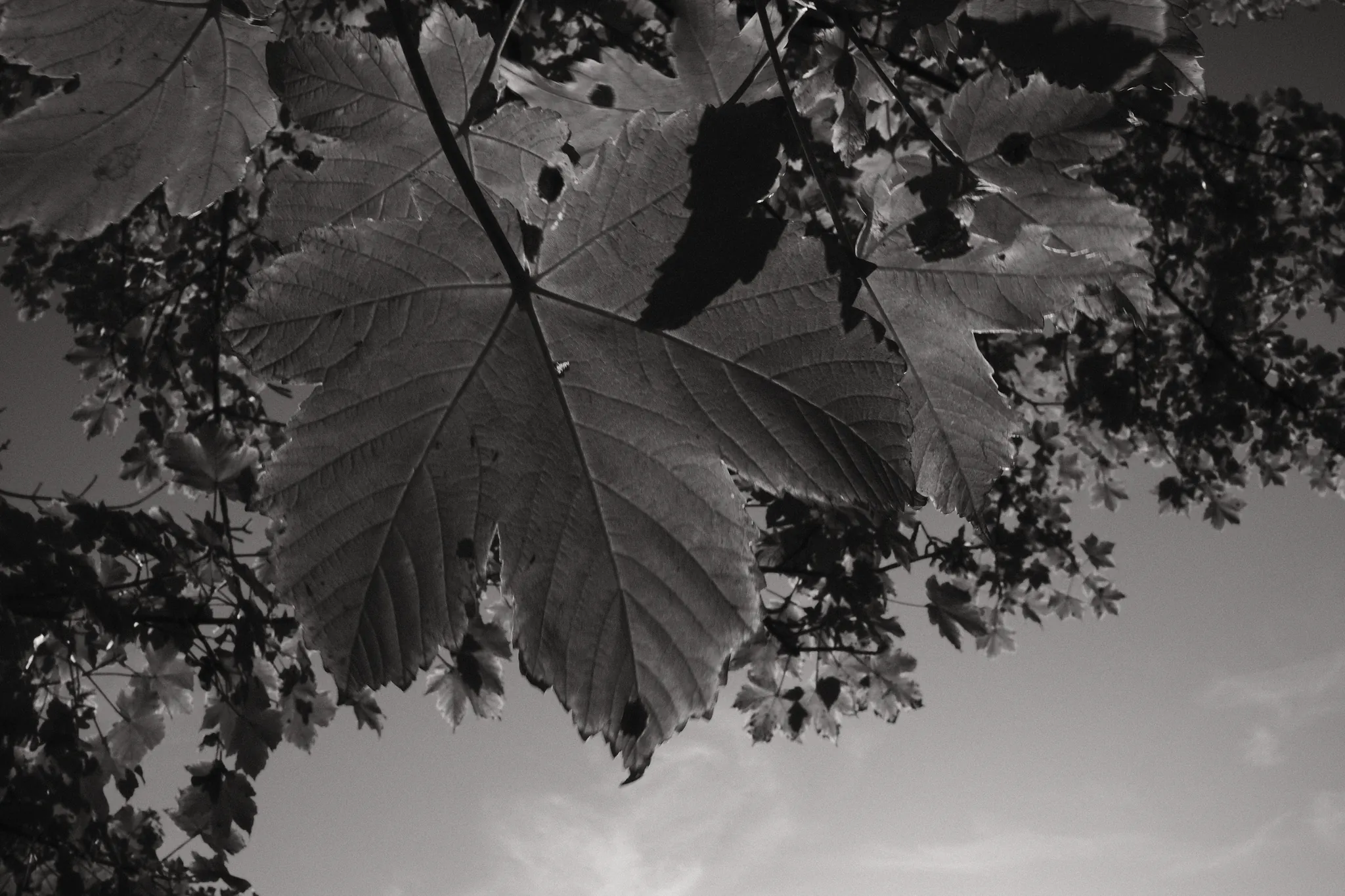 Broad leaves and branching stems overlap against a pale sky.