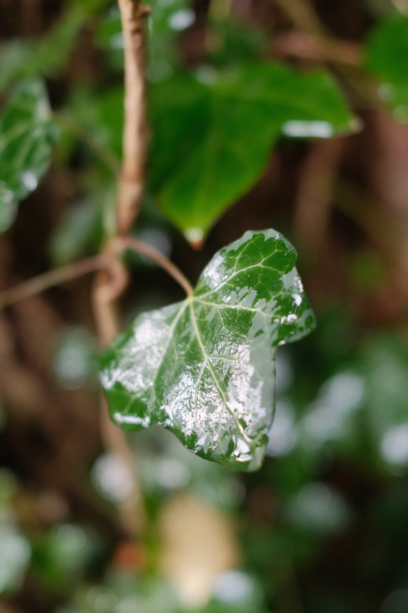 Water droplets catch the light on an ivy leaf.