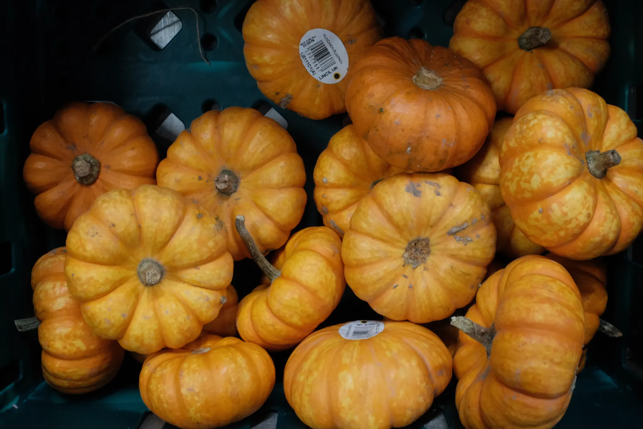 Small orange pumpkins crowd together in a market display.