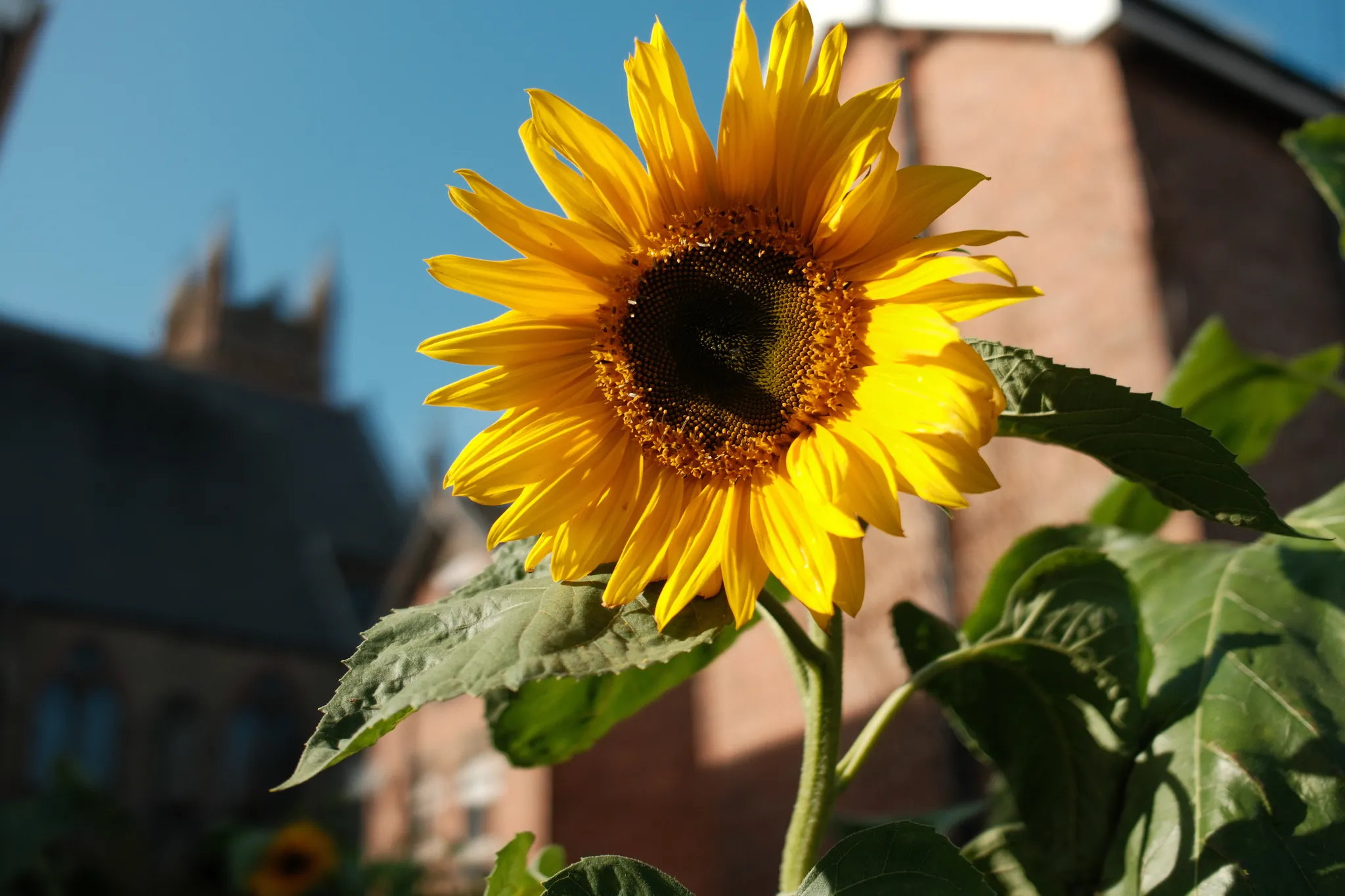 A bright sunflower stands against blue sky and softly blurred buildings.