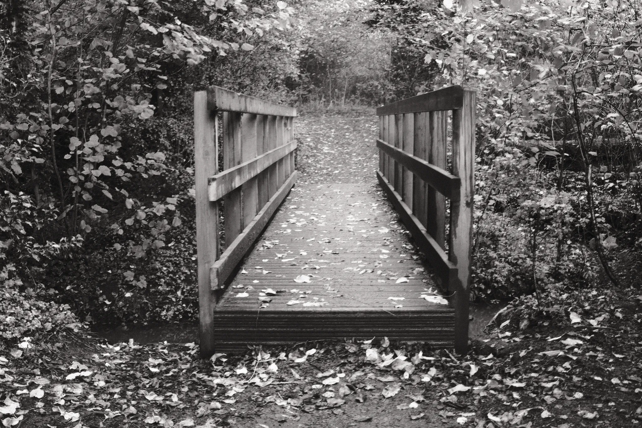 A wooden footbridge leads through trees over a carpet of fallen leaves.