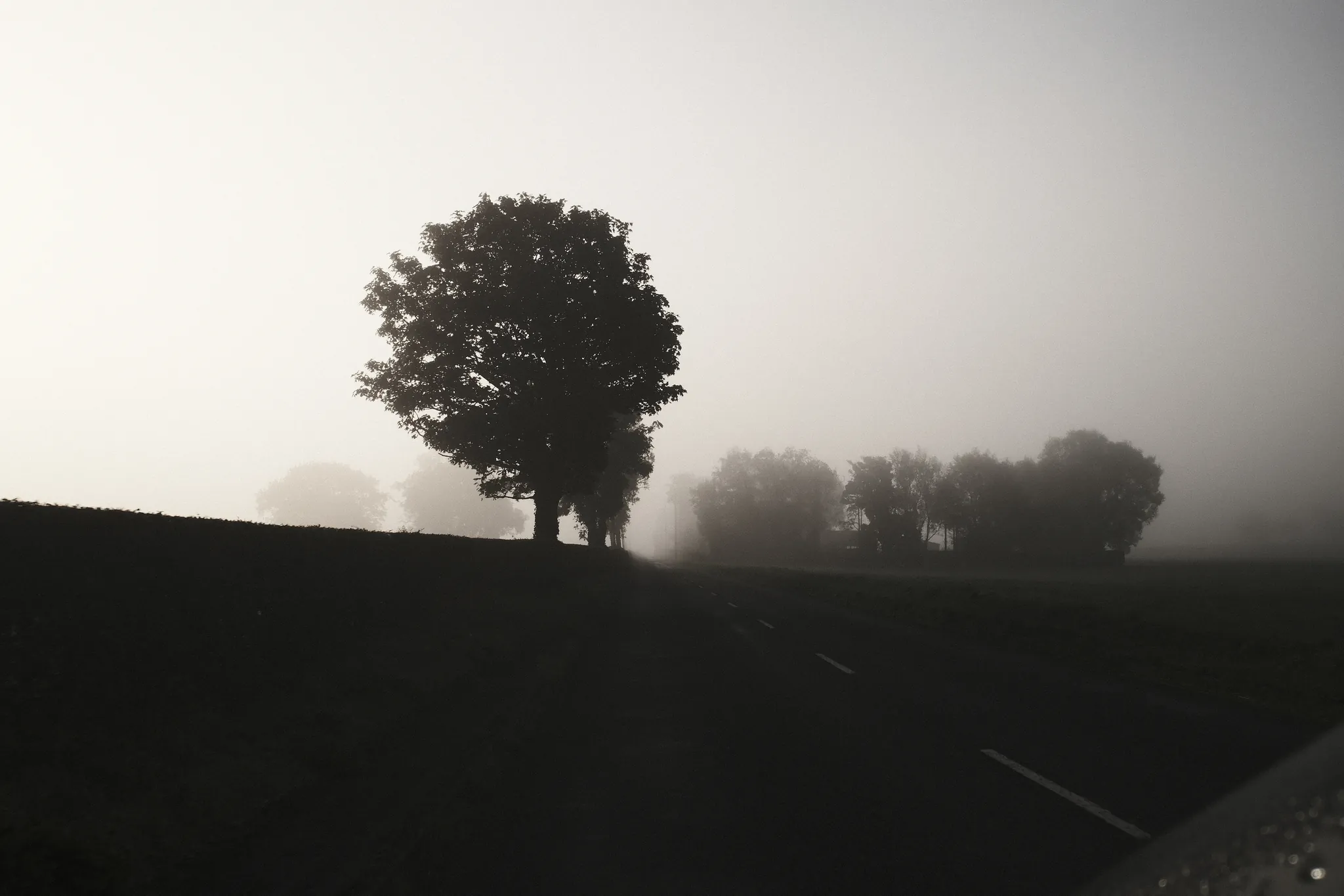 A solitary tree stands dark against a mist-covered field.