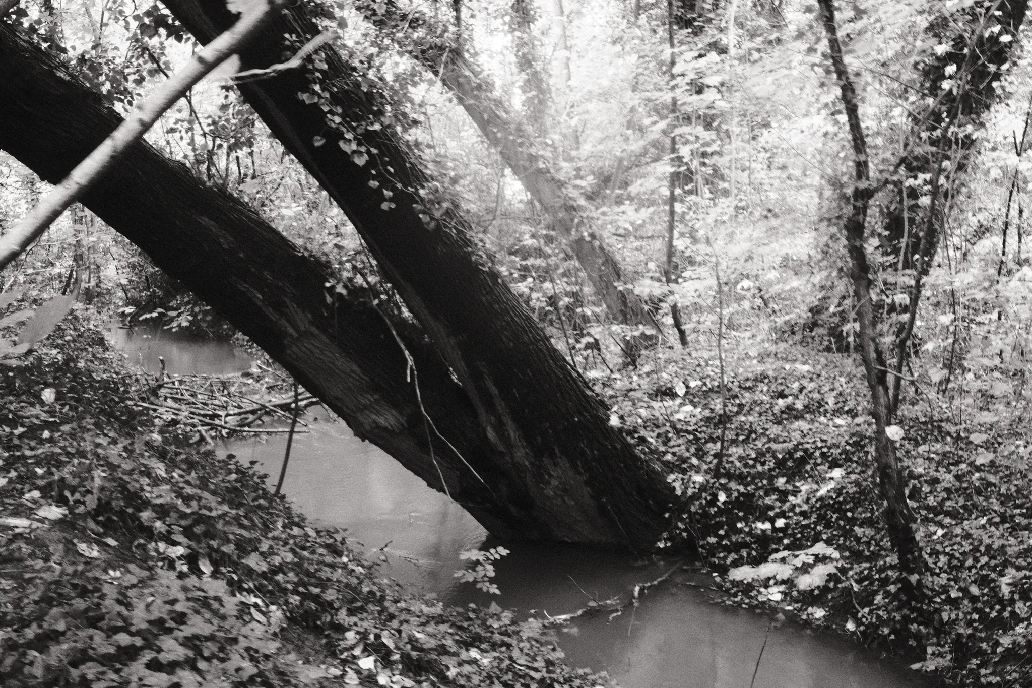 A thick, leaning trunk crosses a shaded woodland stream.
