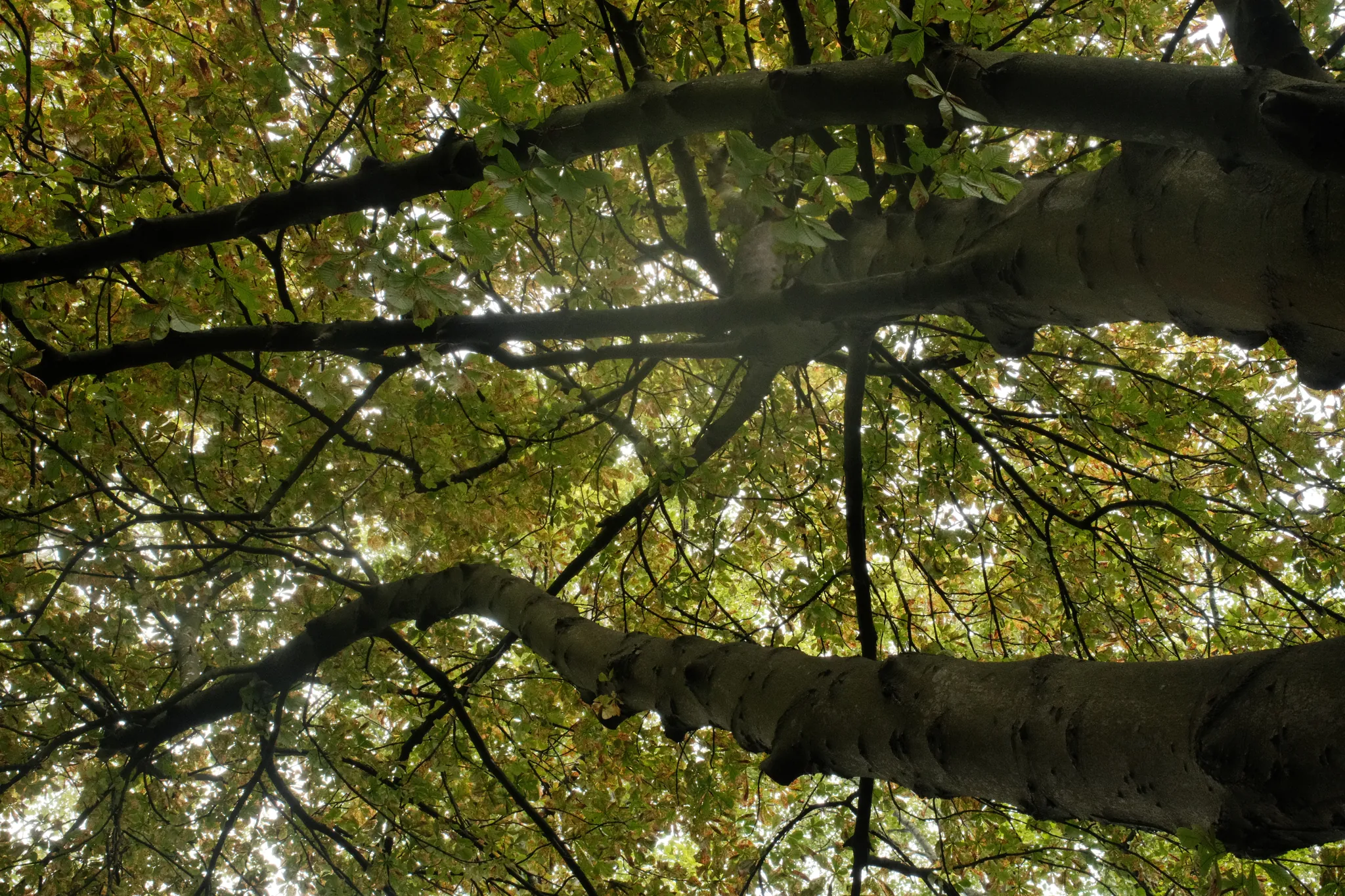 Branches spread overhead through a canopy of green and yellow leaves.